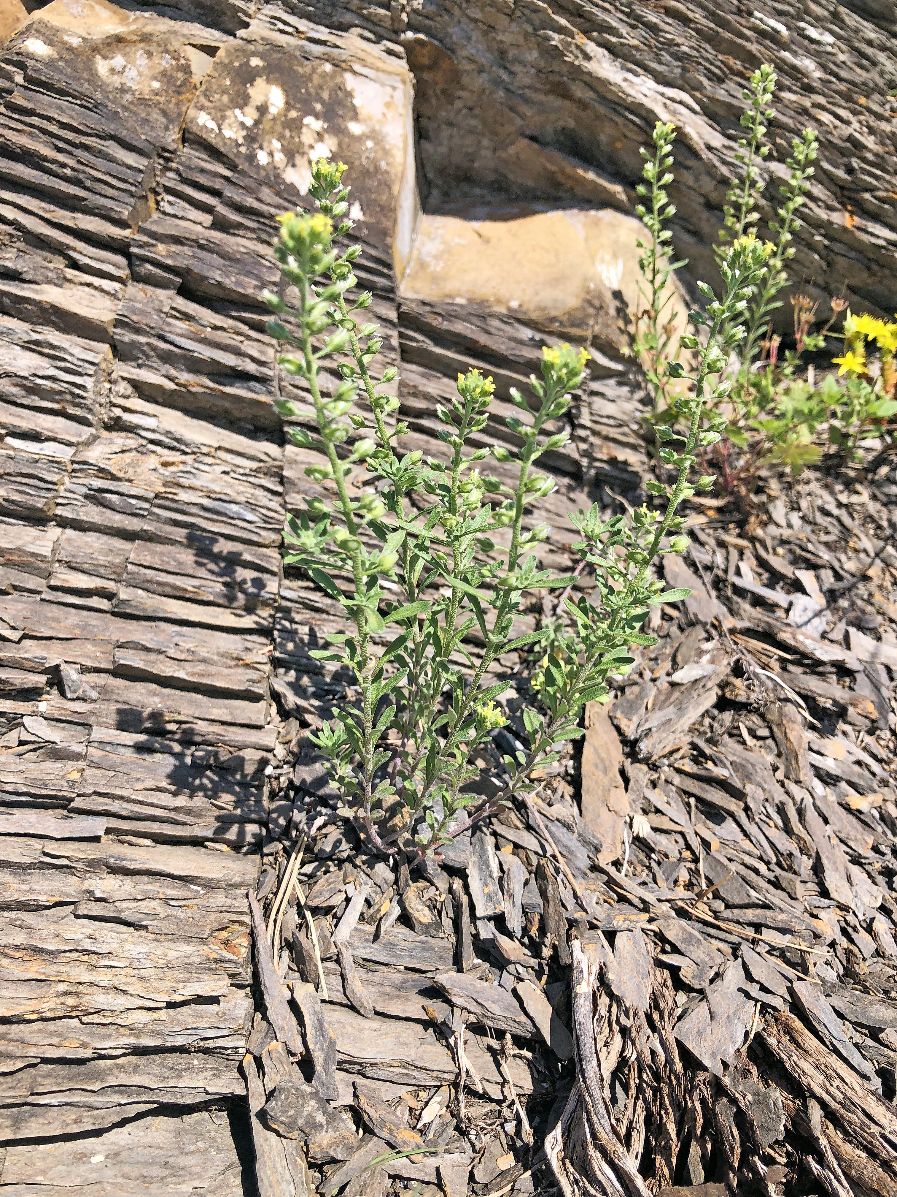 : Alyssum alyssoides.