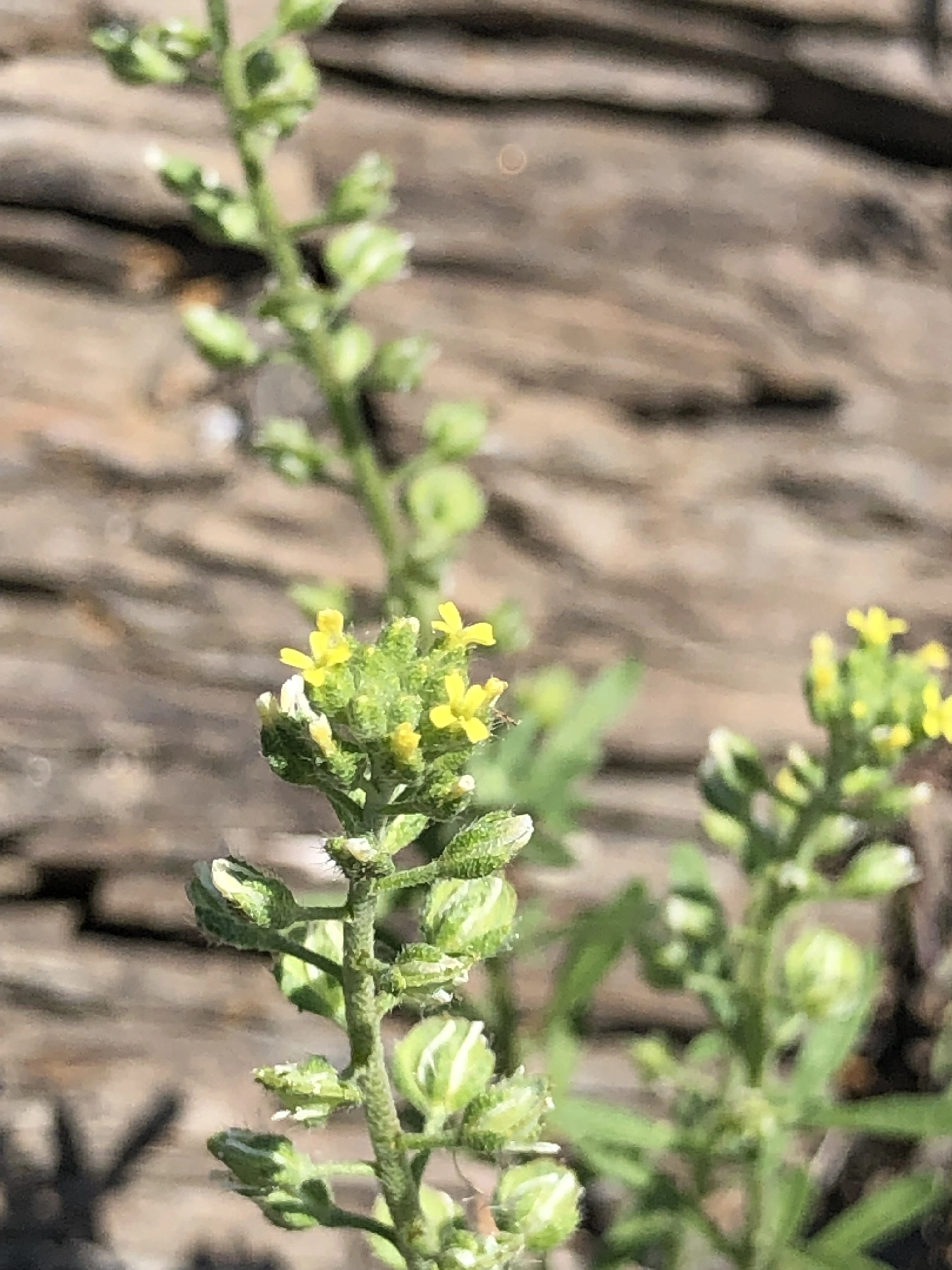 : Alyssum alyssoides.