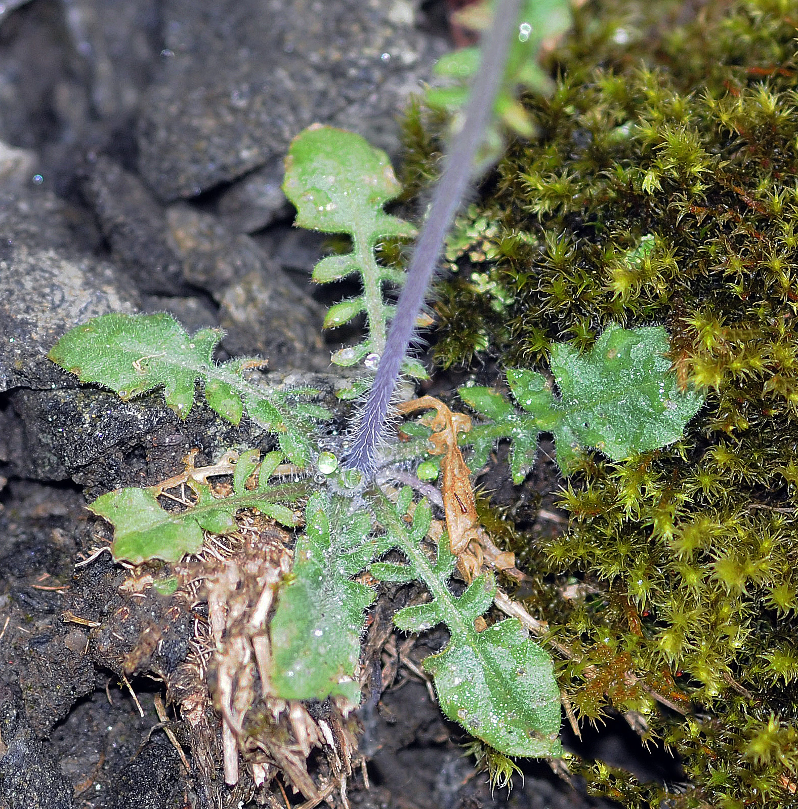 : Arabidopsis arenosa.