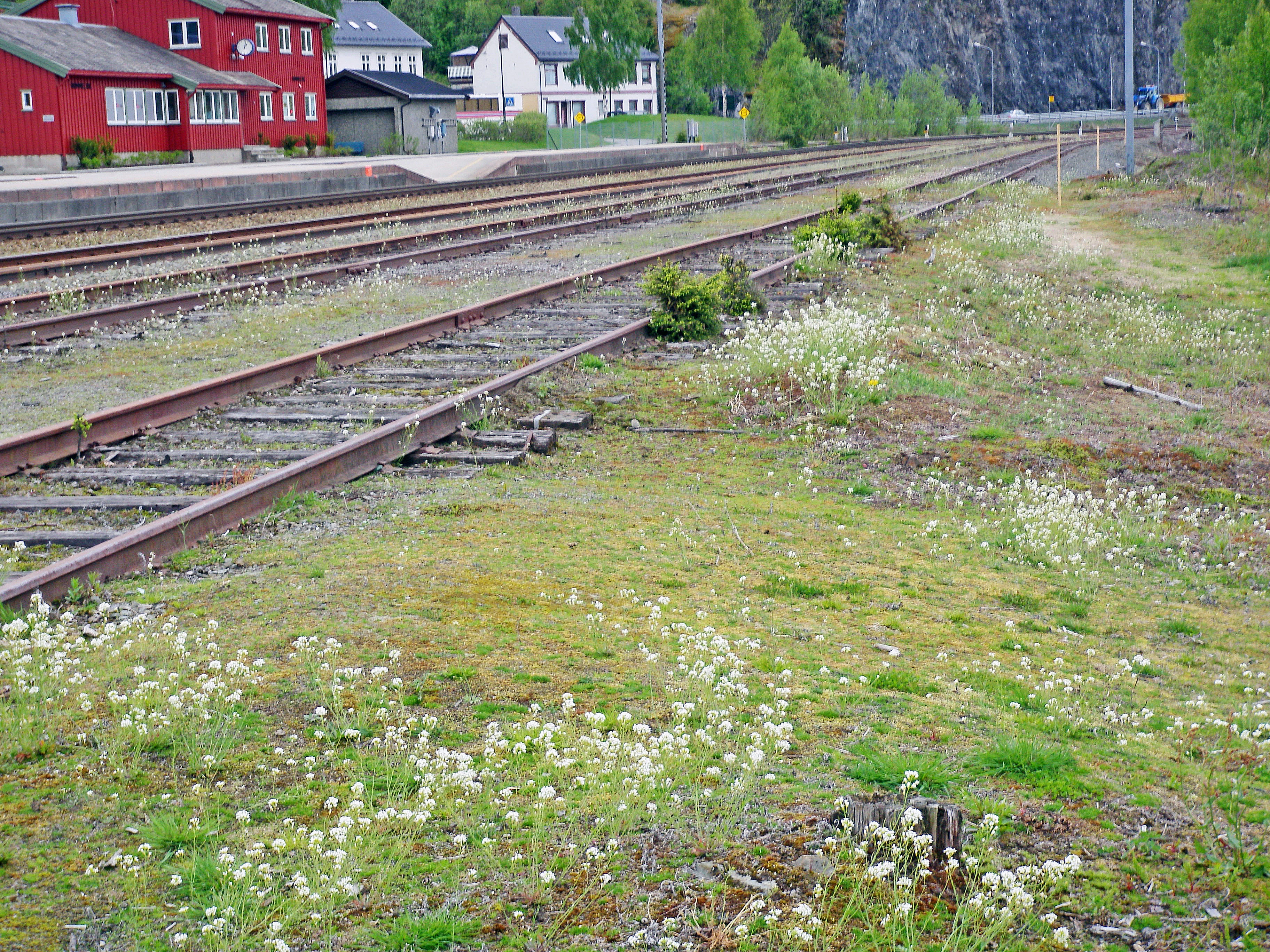 : Arabidopsis arenosa.