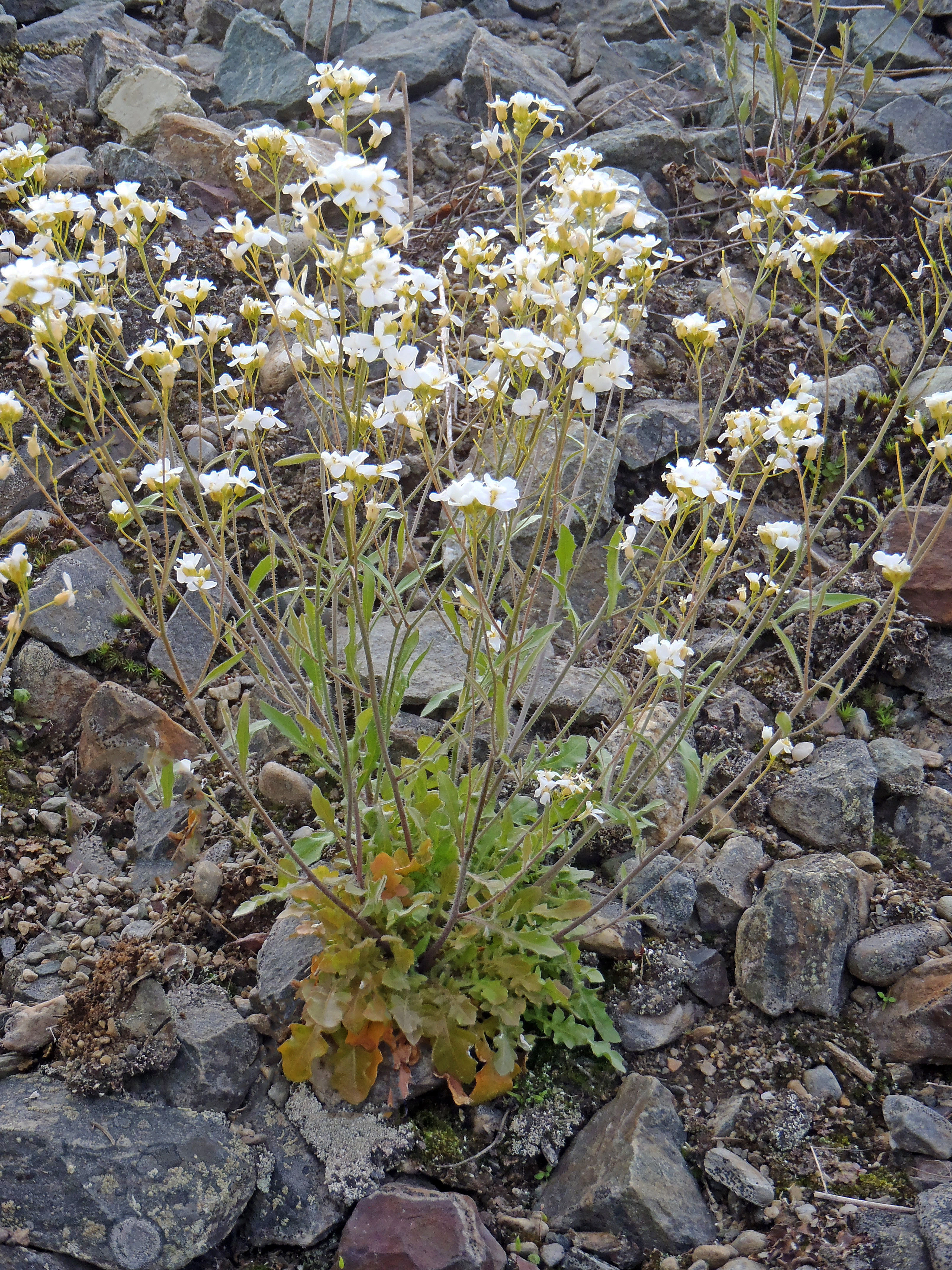 : Arabidopsis arenosa.