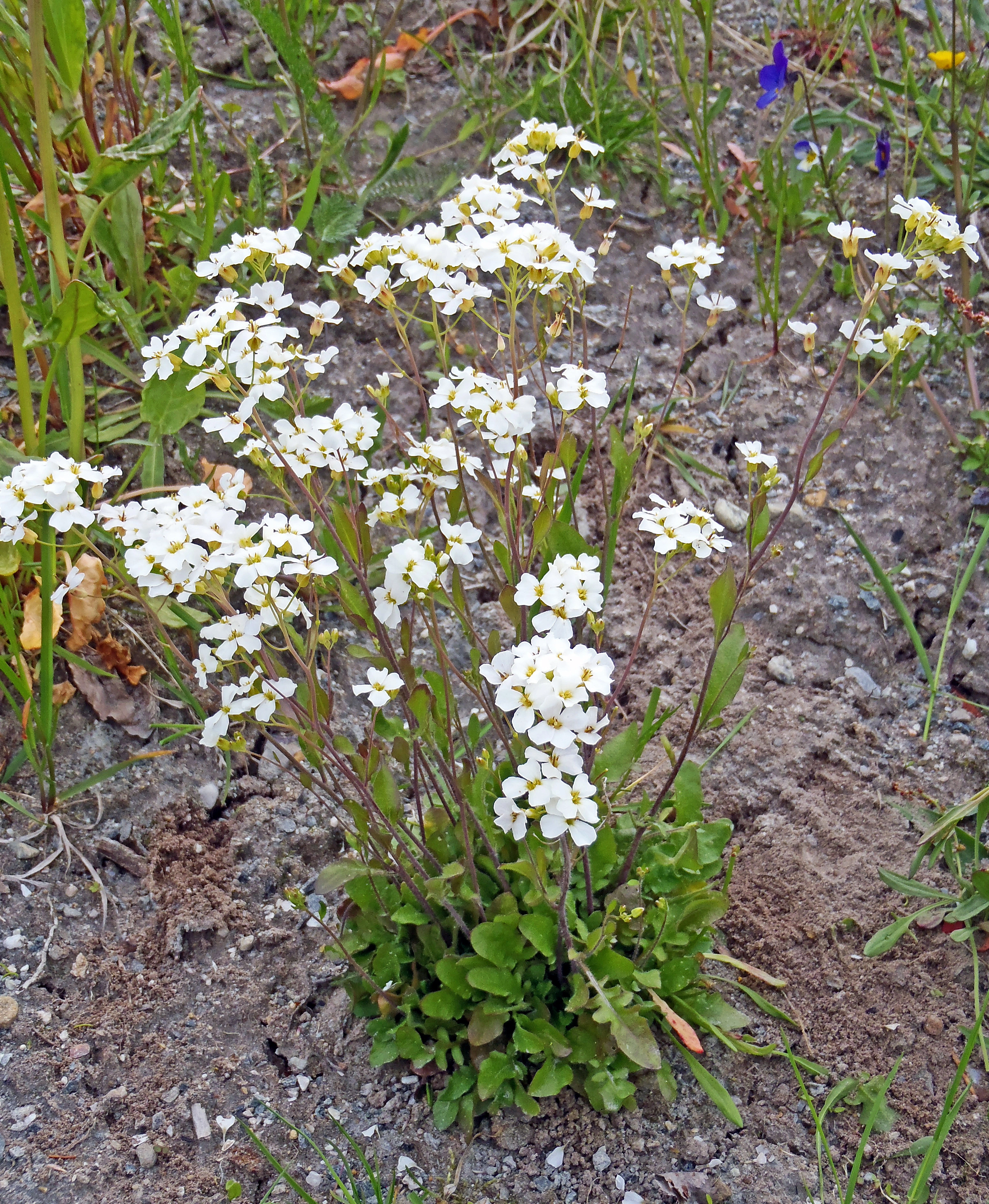 : Arabidopsis arenosa.