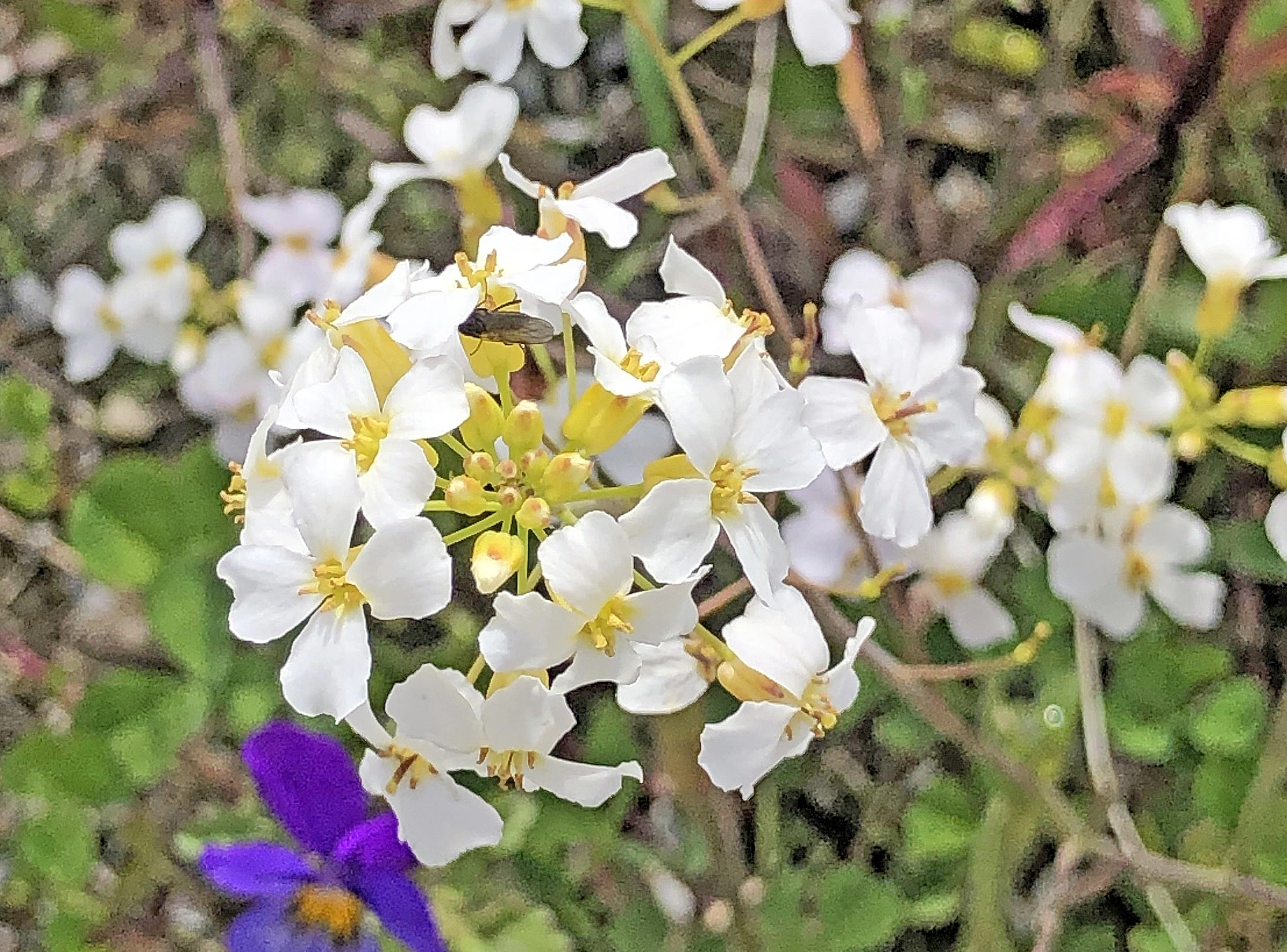 : Arabidopsis arenosa.