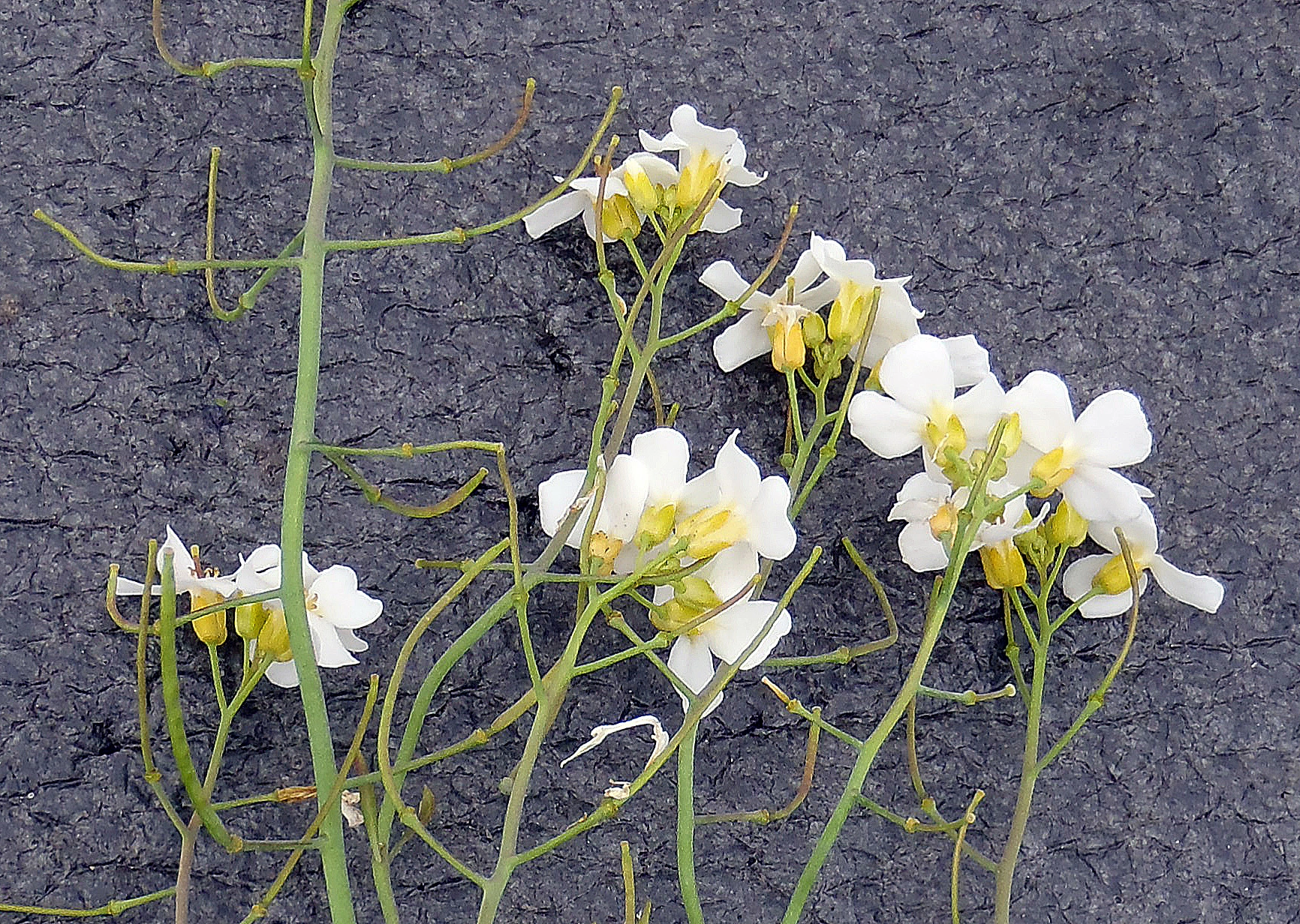 : Arabidopsis arenosa.