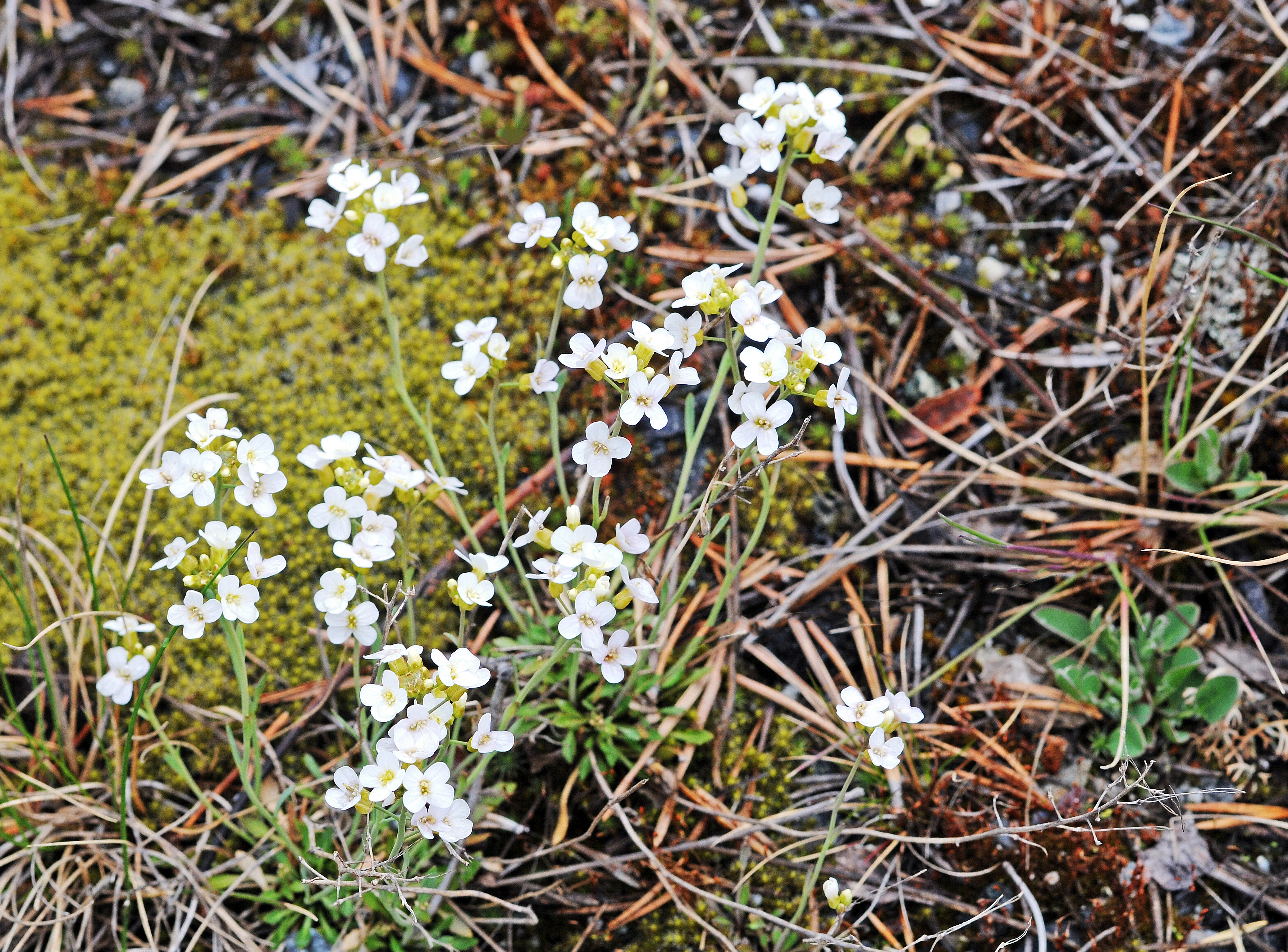 : Arabidopsis petraea.