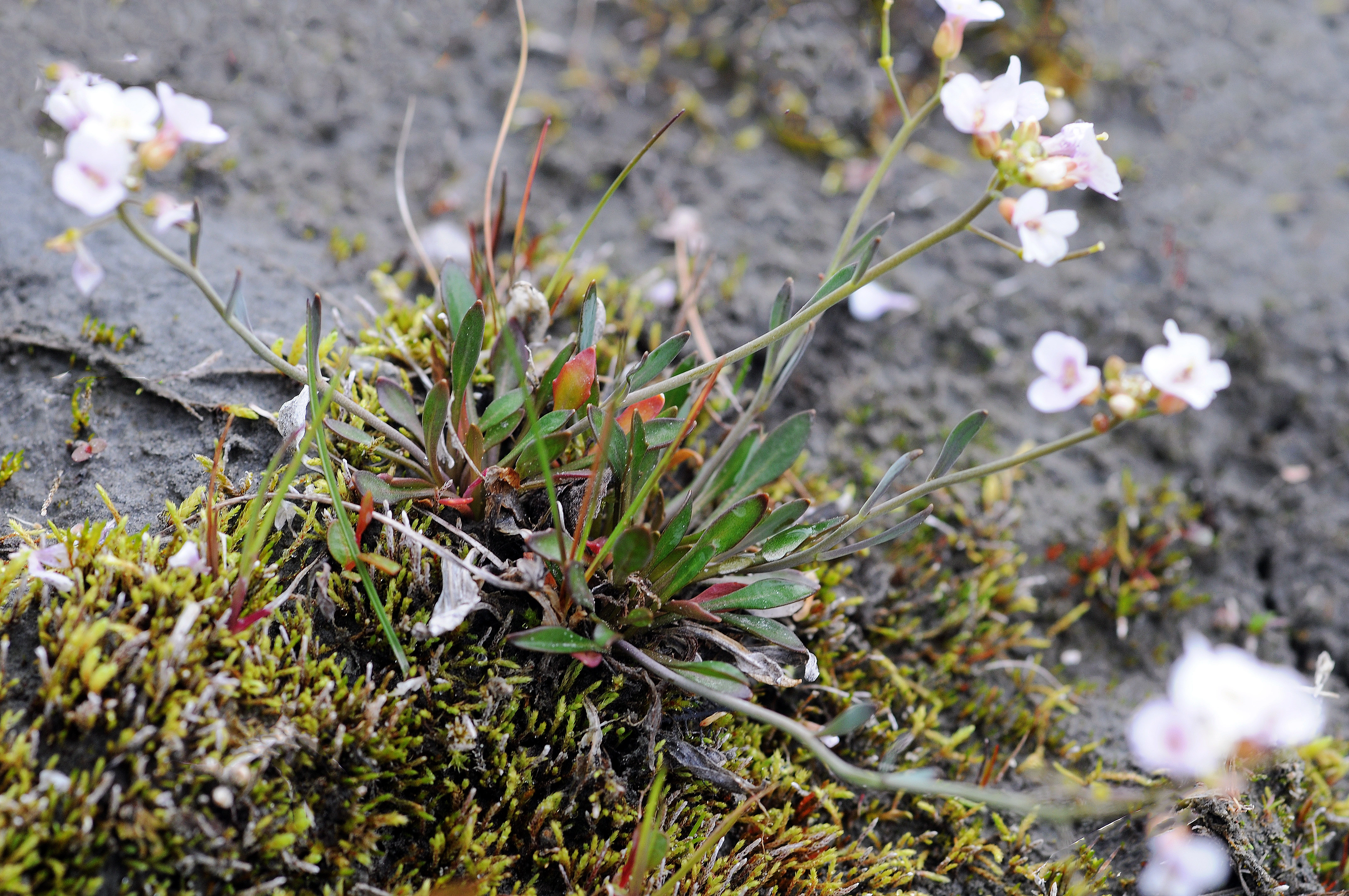 : Arabidopsis petraea.