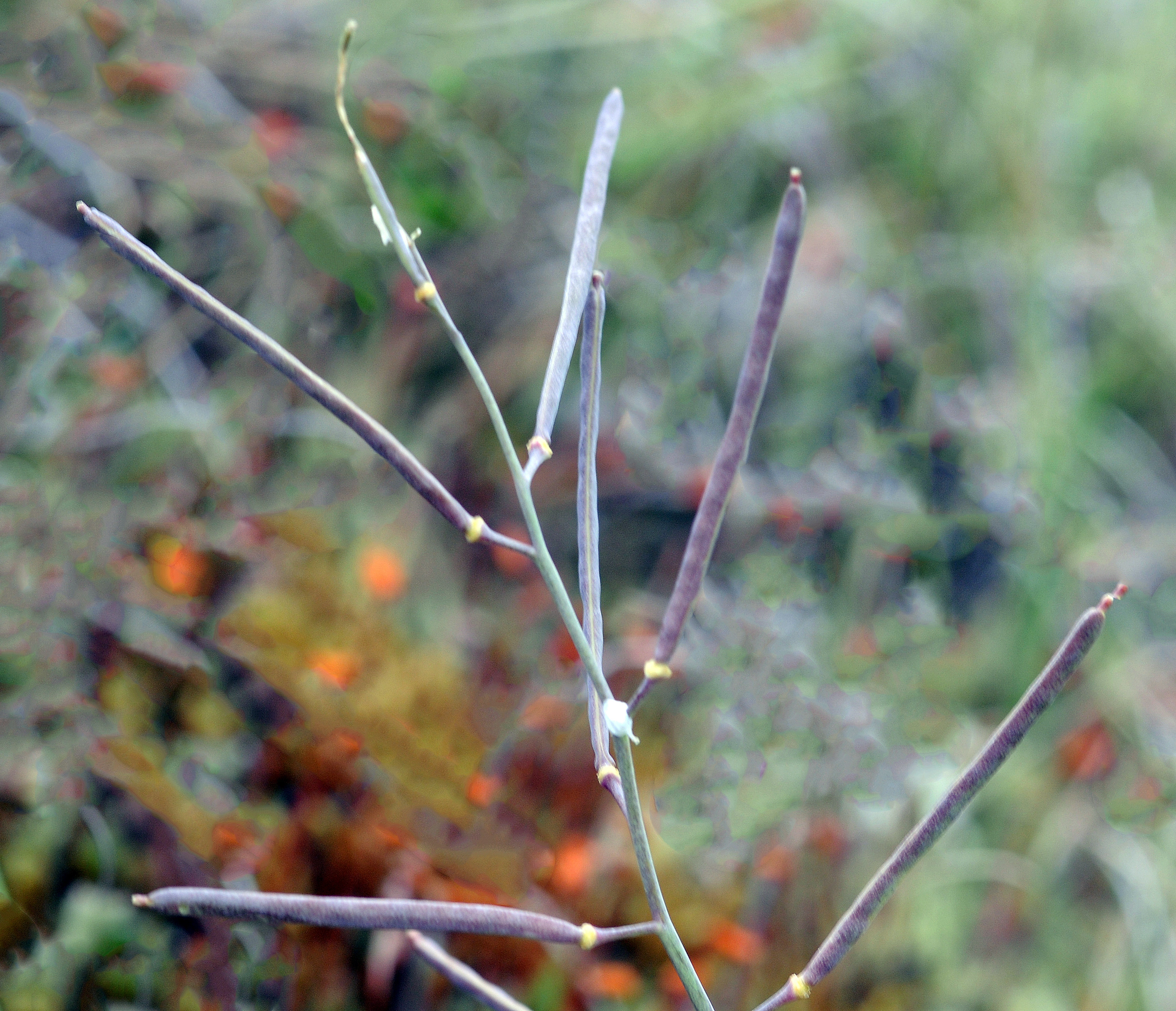 : Arabidopsis petraea.