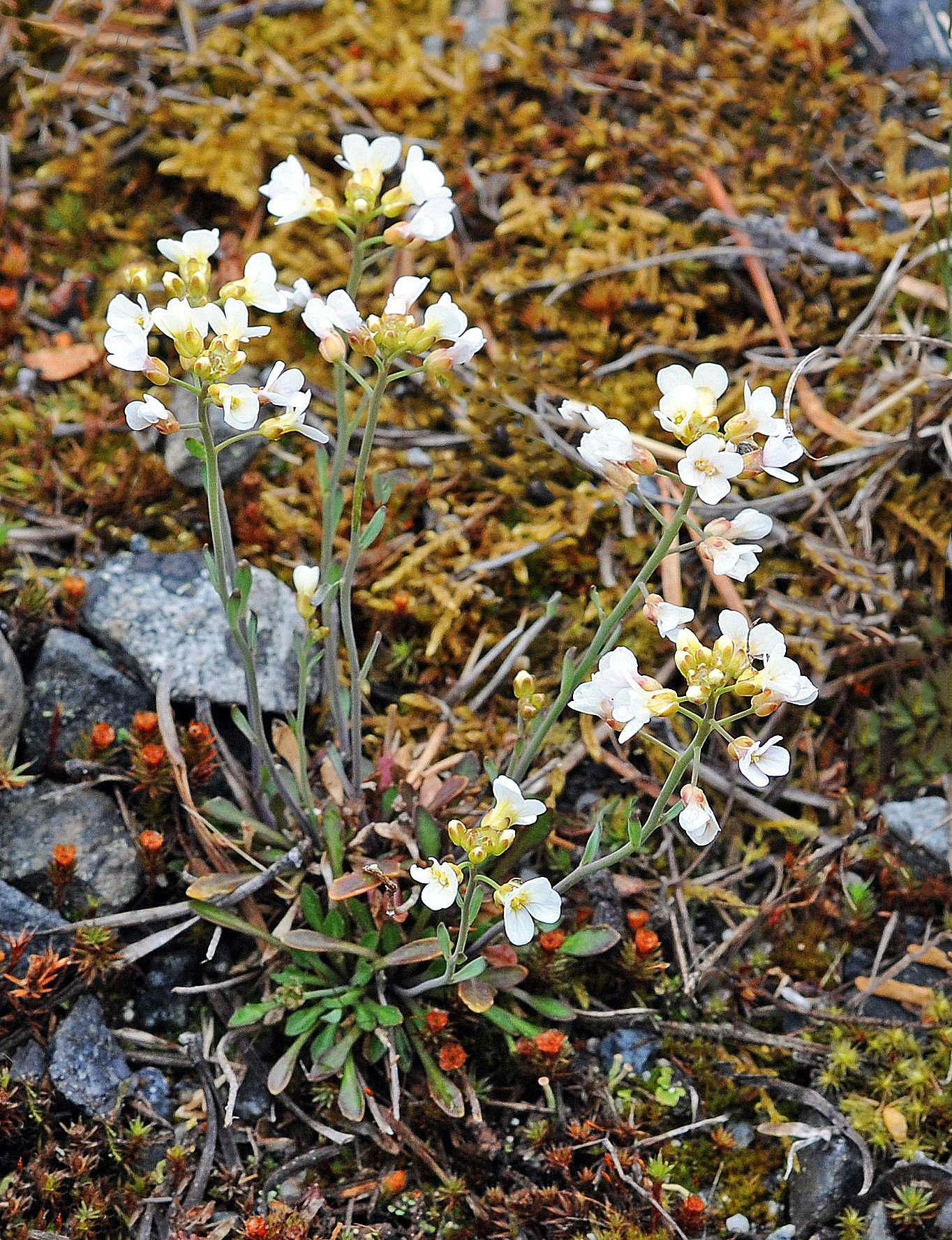 : Arabidopsis petraea.