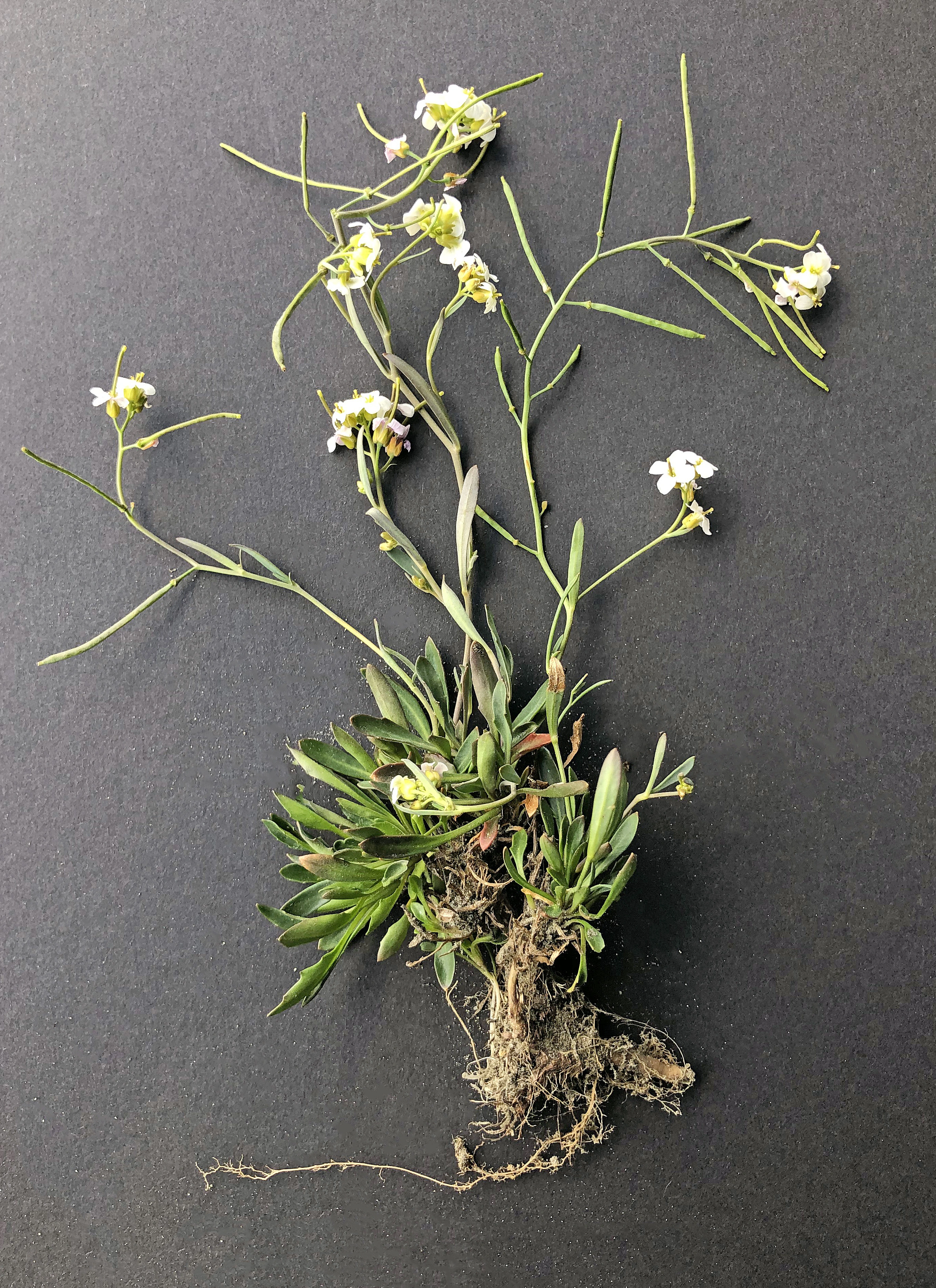 : Arabidopsis petraea.