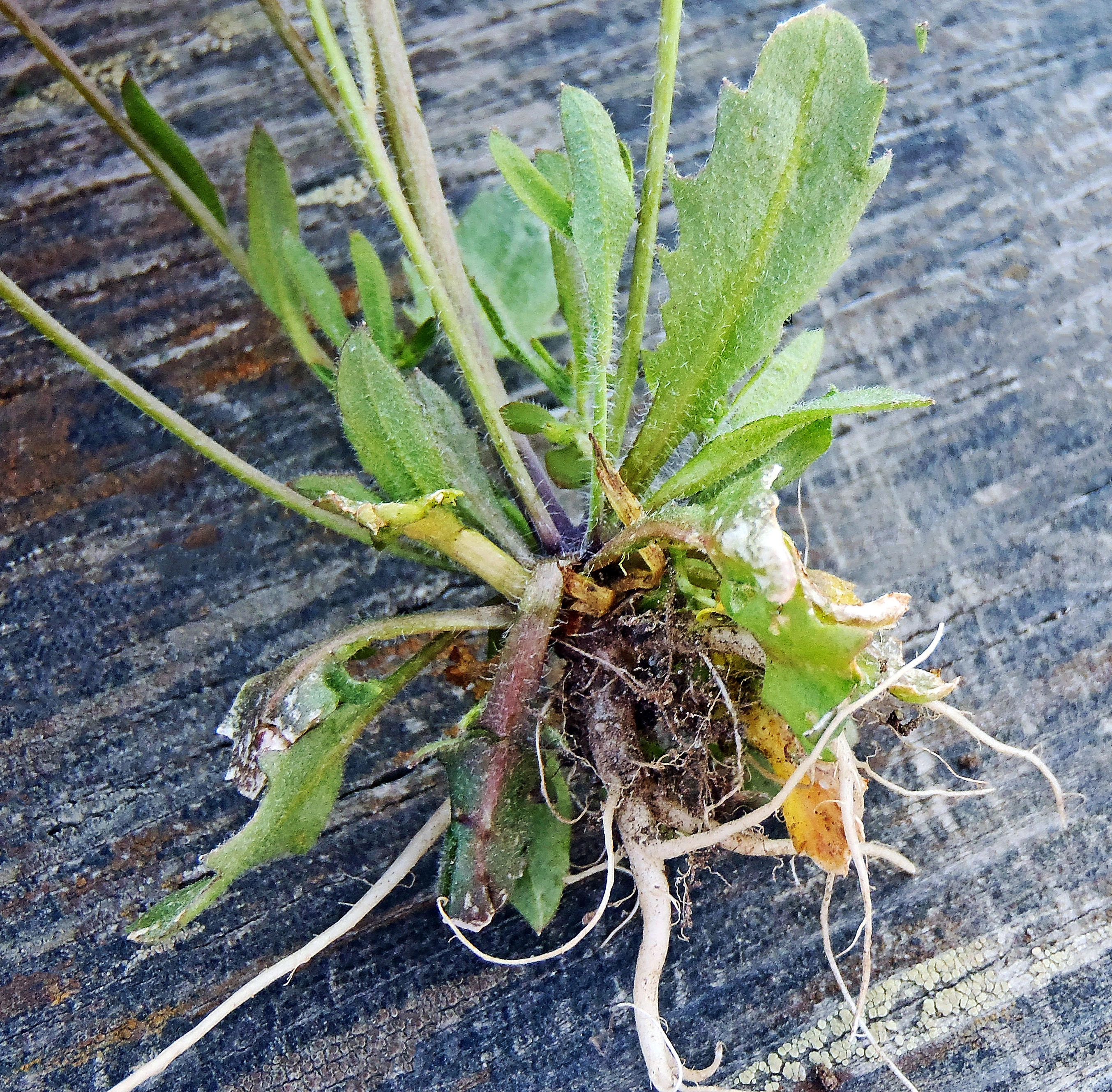 : Arabidopsis suecica.