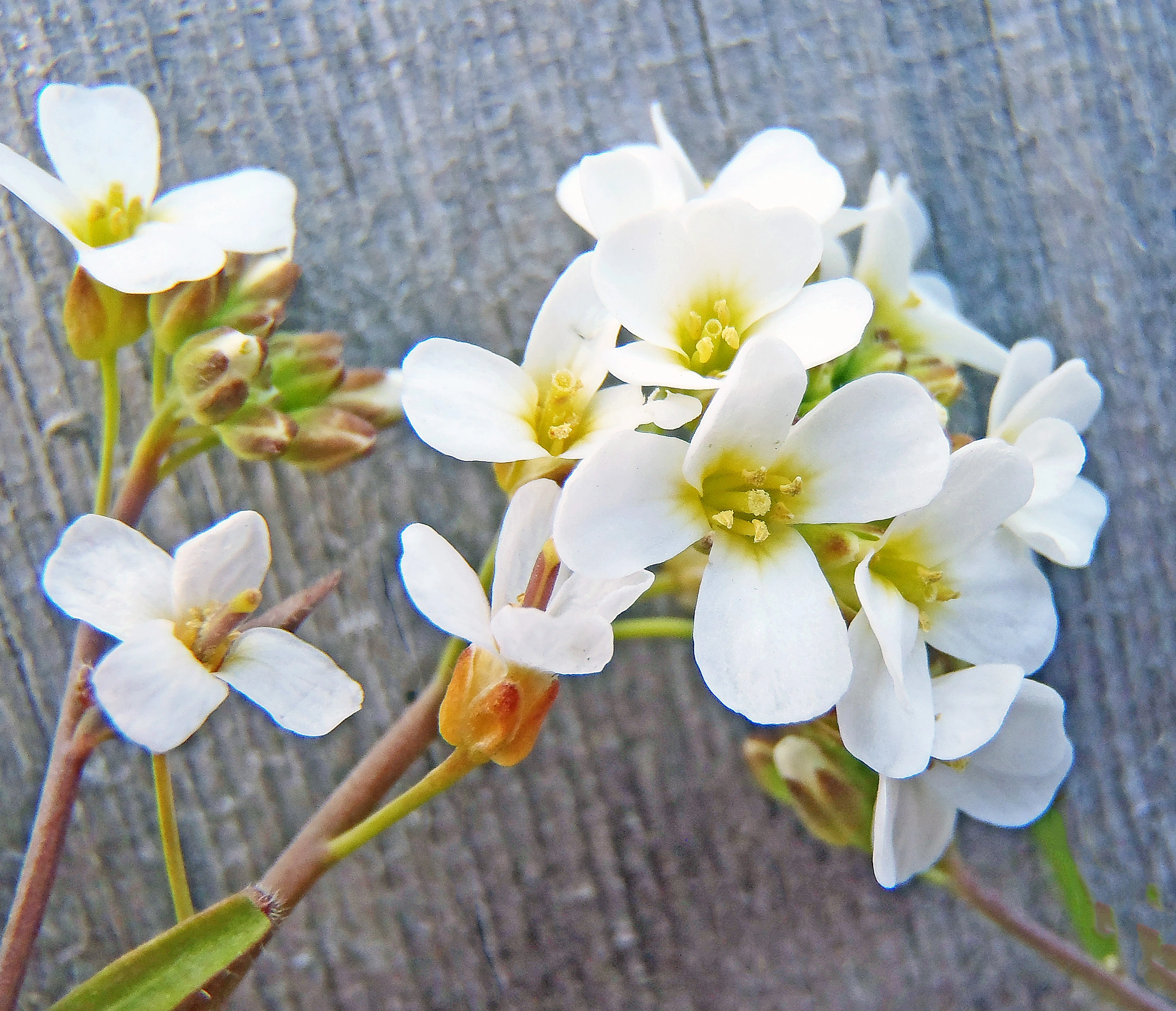 : Arabidopsis suecica.