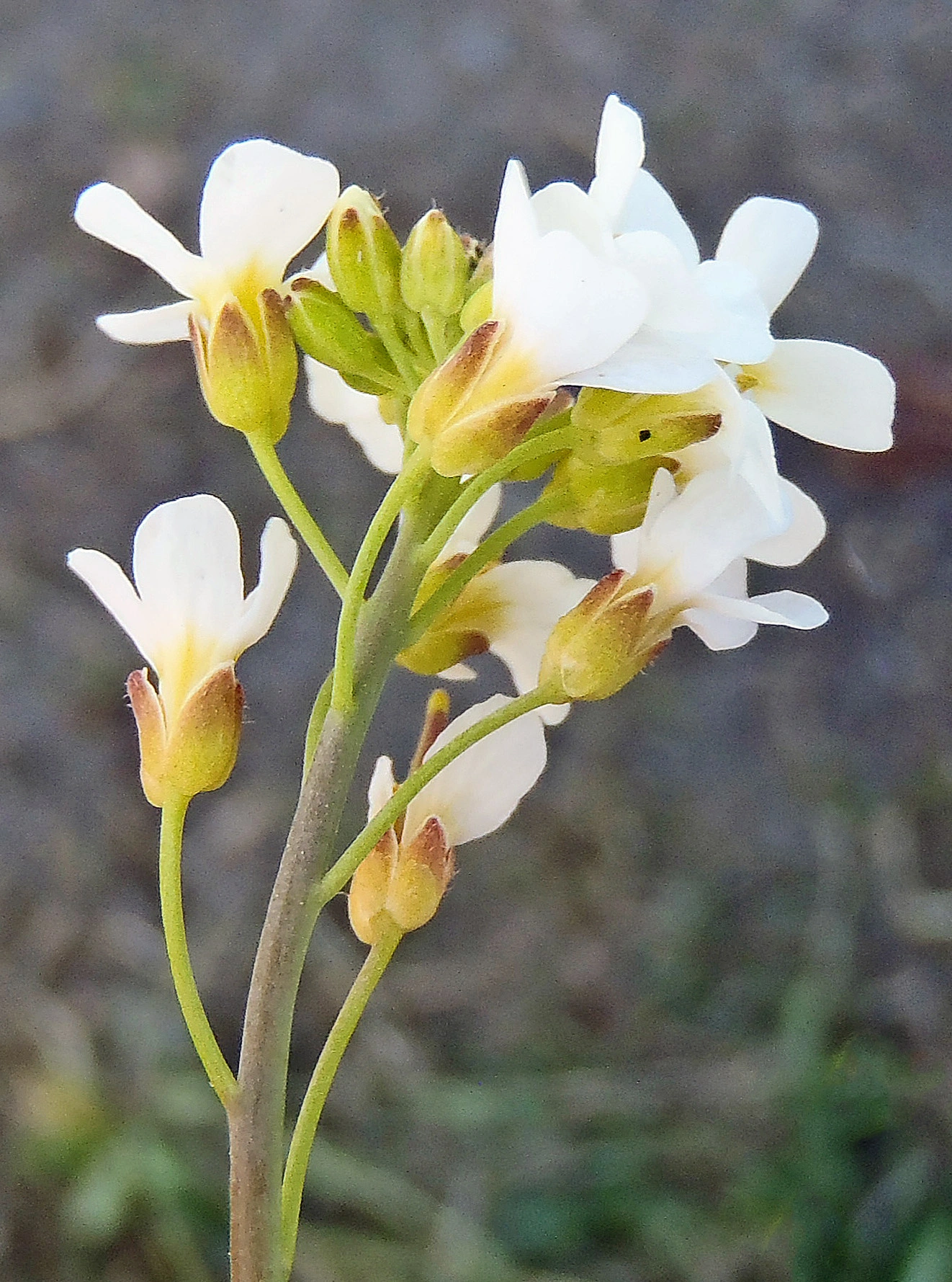 : Arabidopsis suecica.