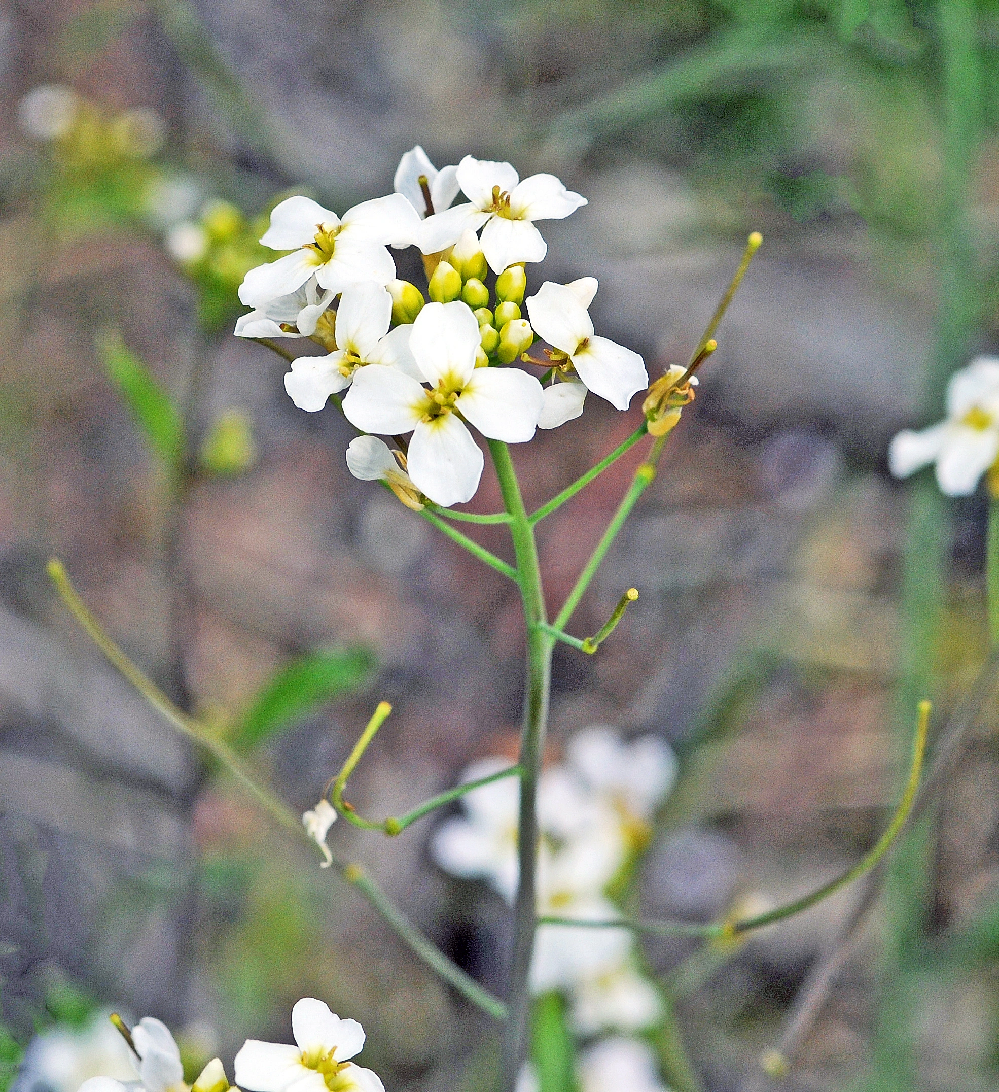 : Arabidopsis suecica.