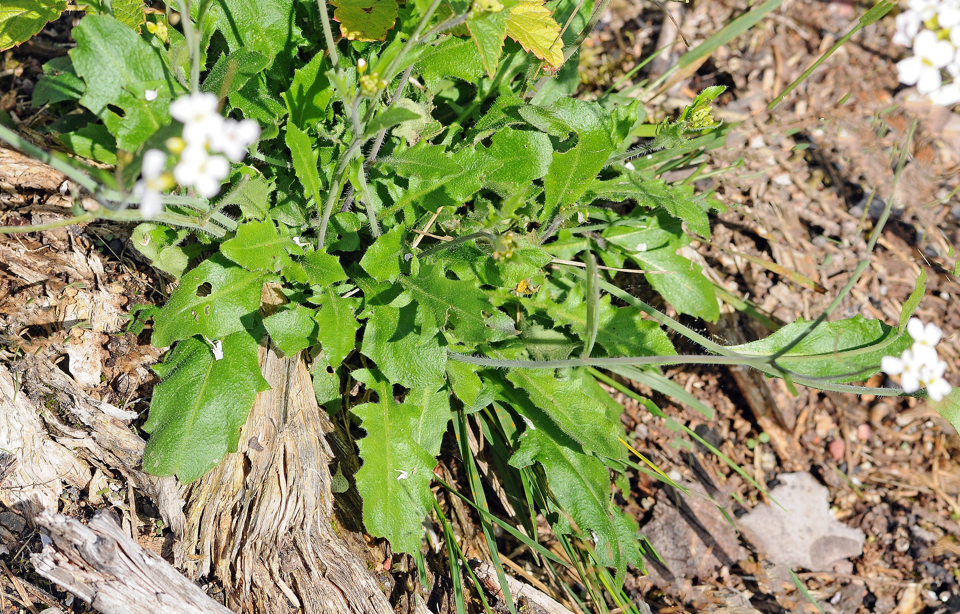 : Arabidopsis suecica.