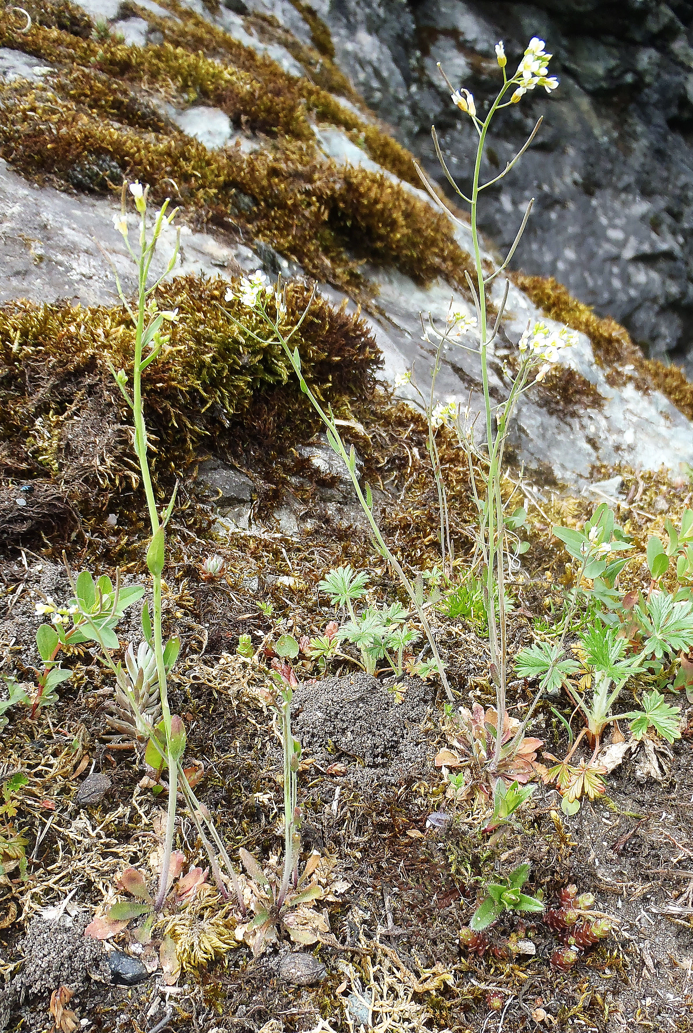 : Arabidopsis thaliana.