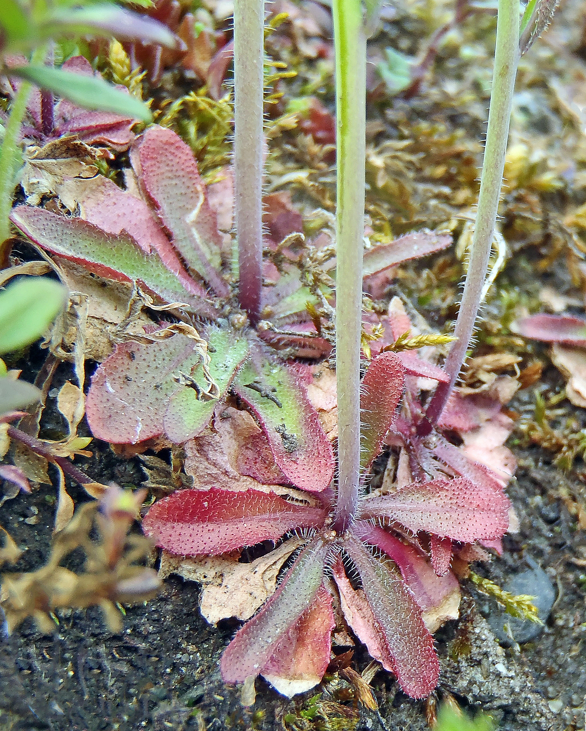 : Arabidopsis thaliana.