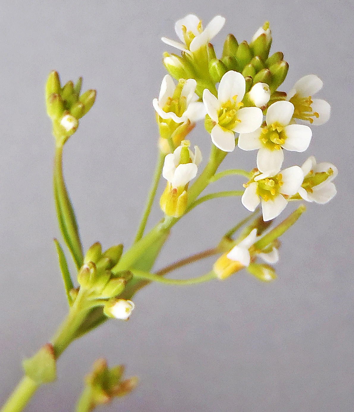 : Arabidopsis thaliana.