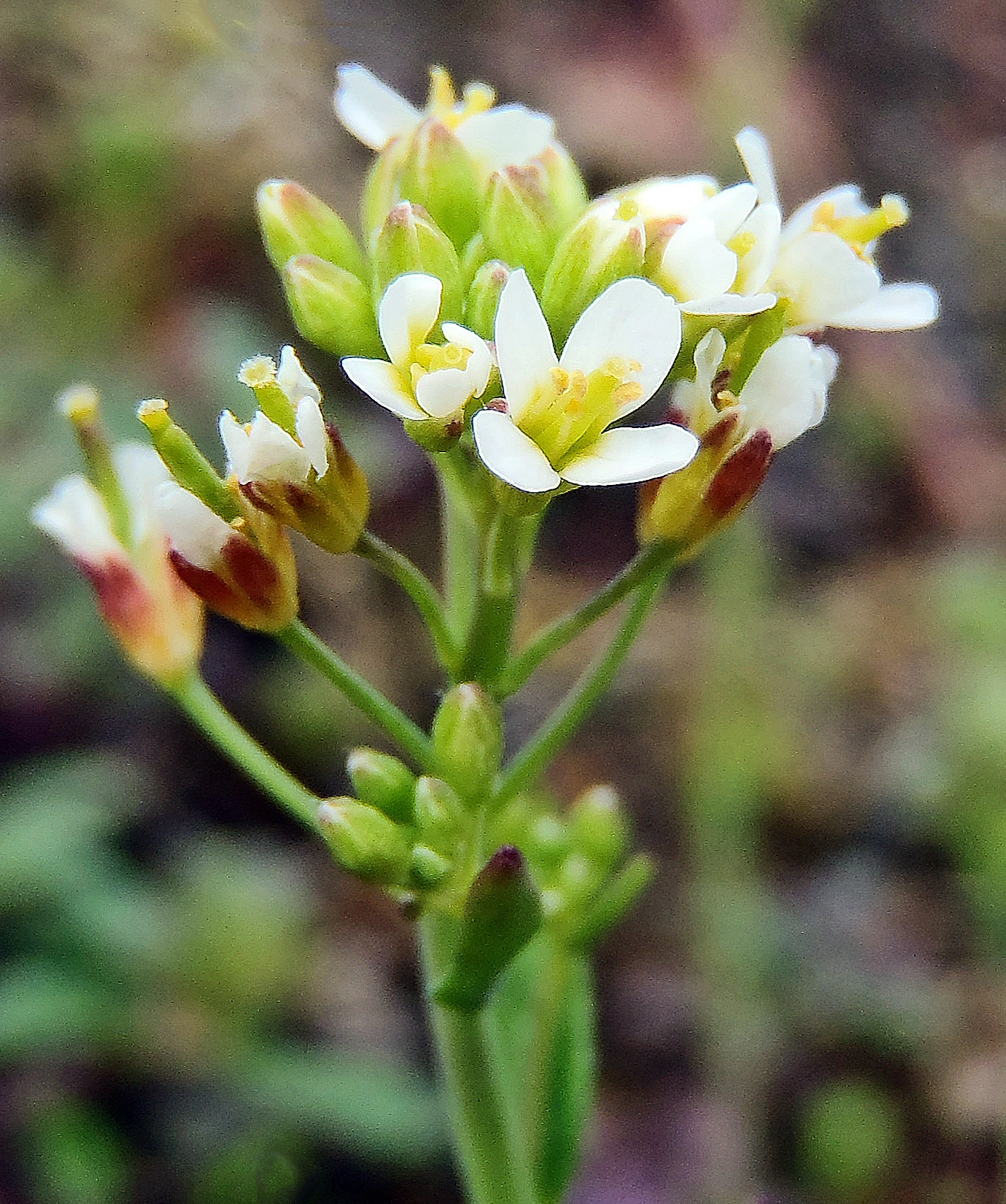 : Arabidopsis thaliana.