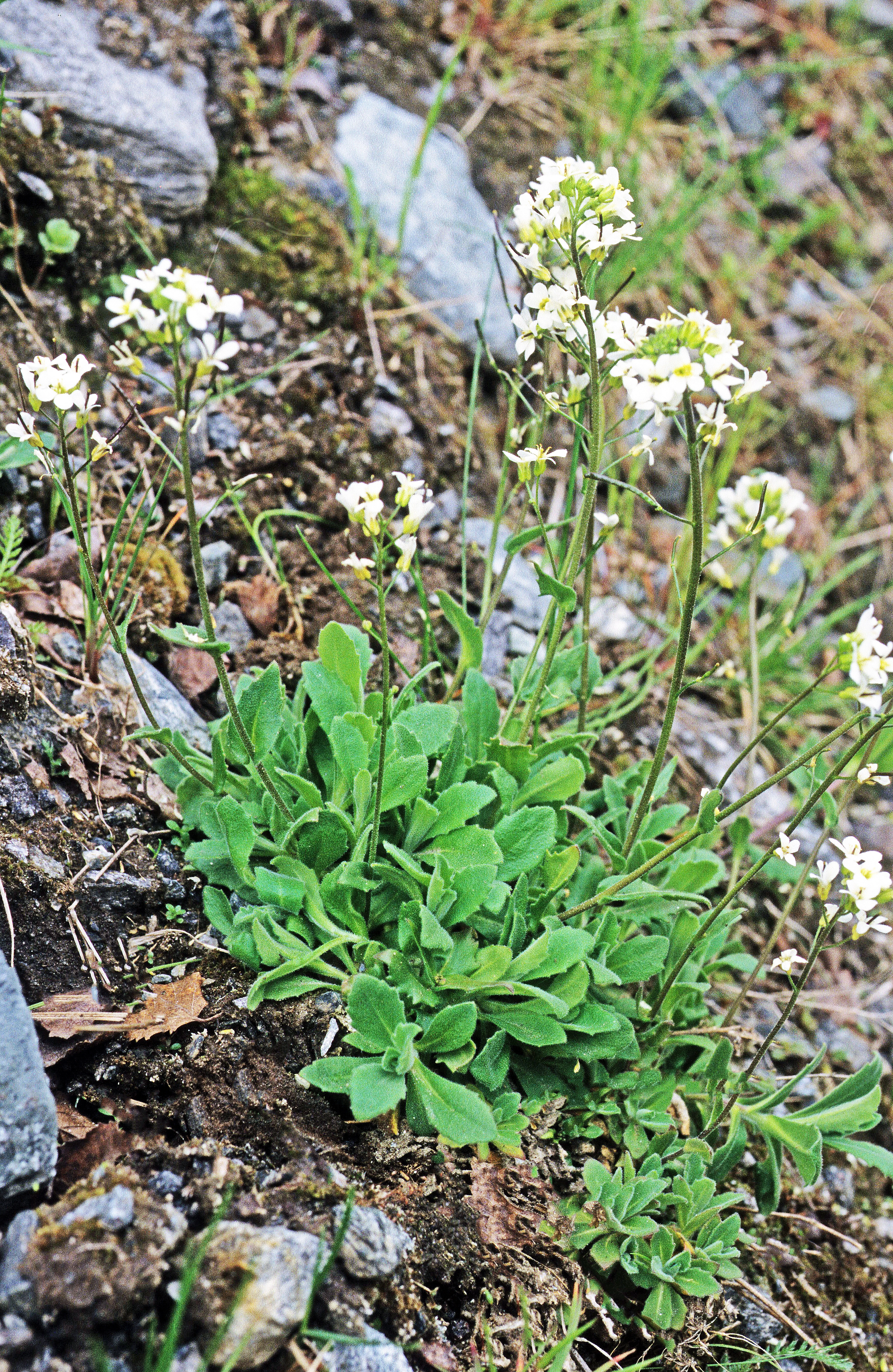 : Arabis alpina.