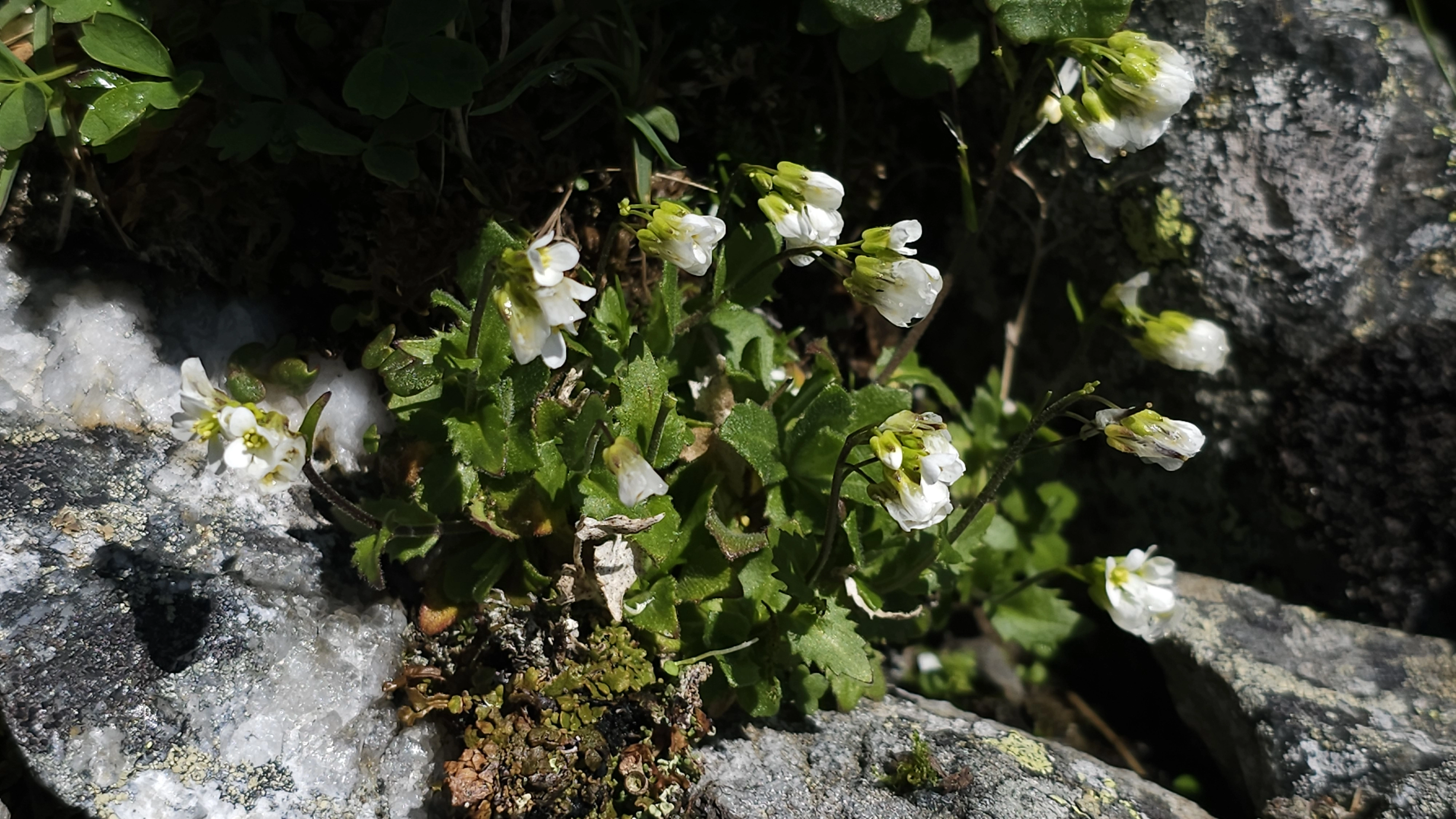 : Arabis alpina.