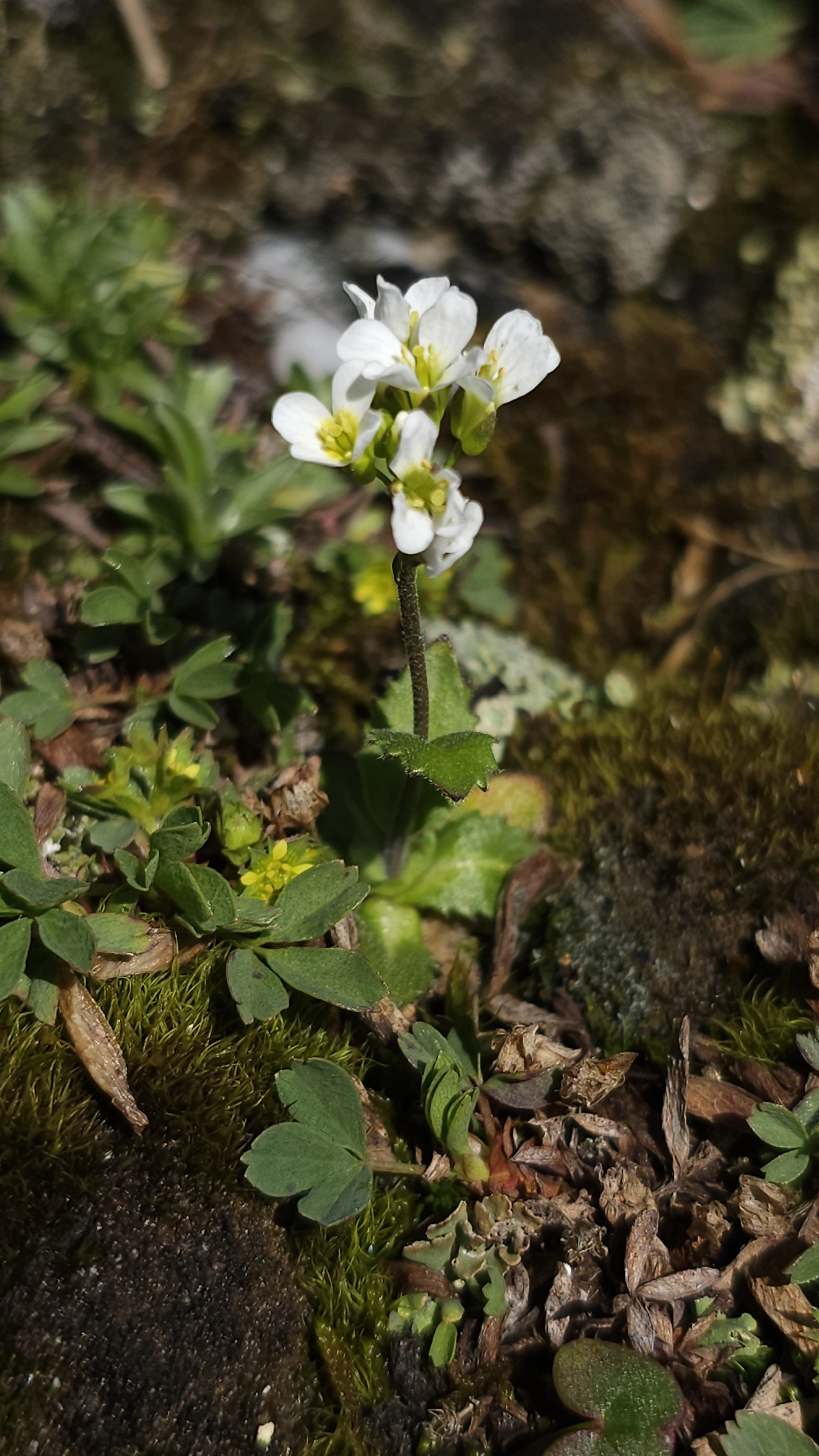 : Arabis alpina.