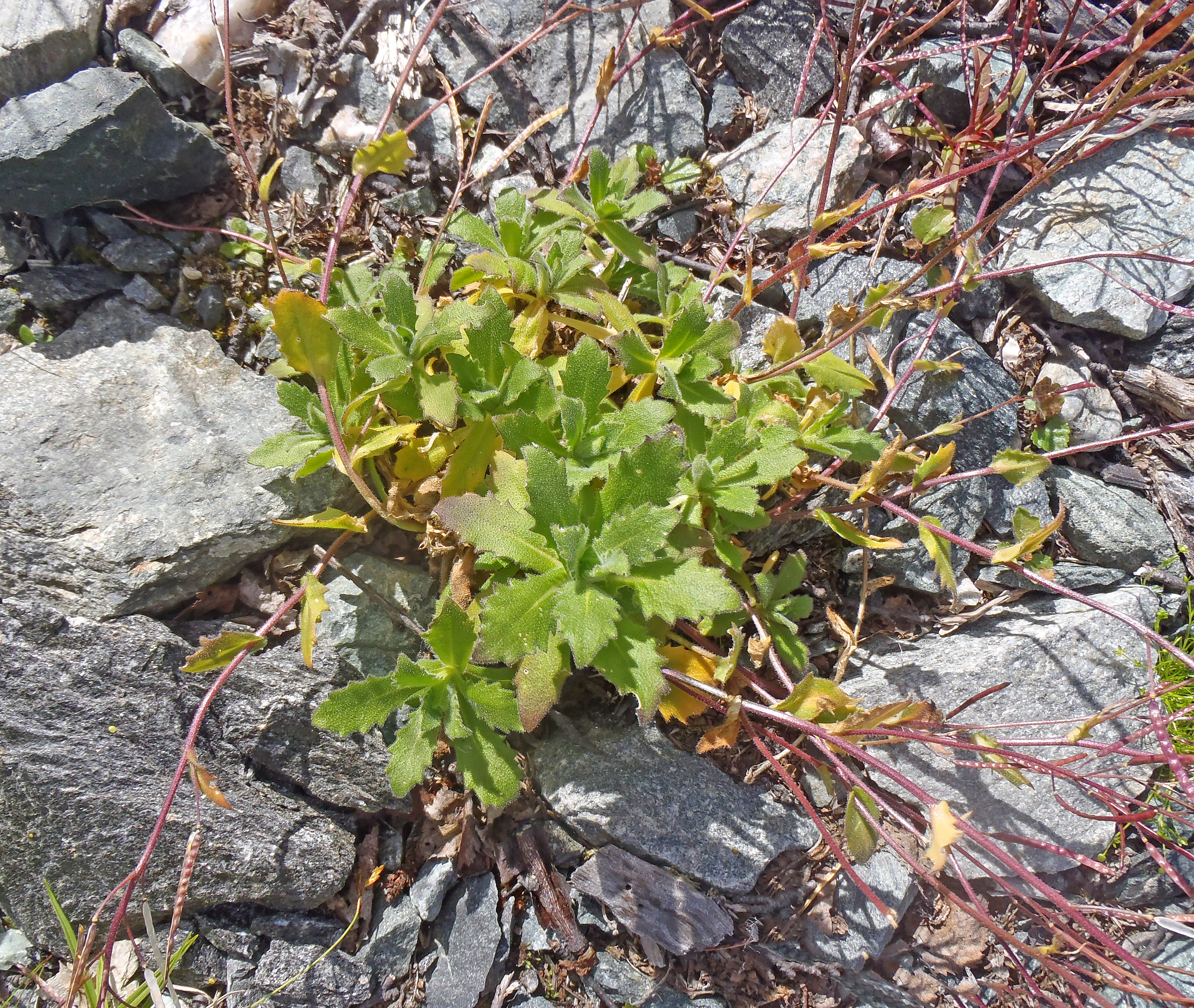 : Arabis alpina.