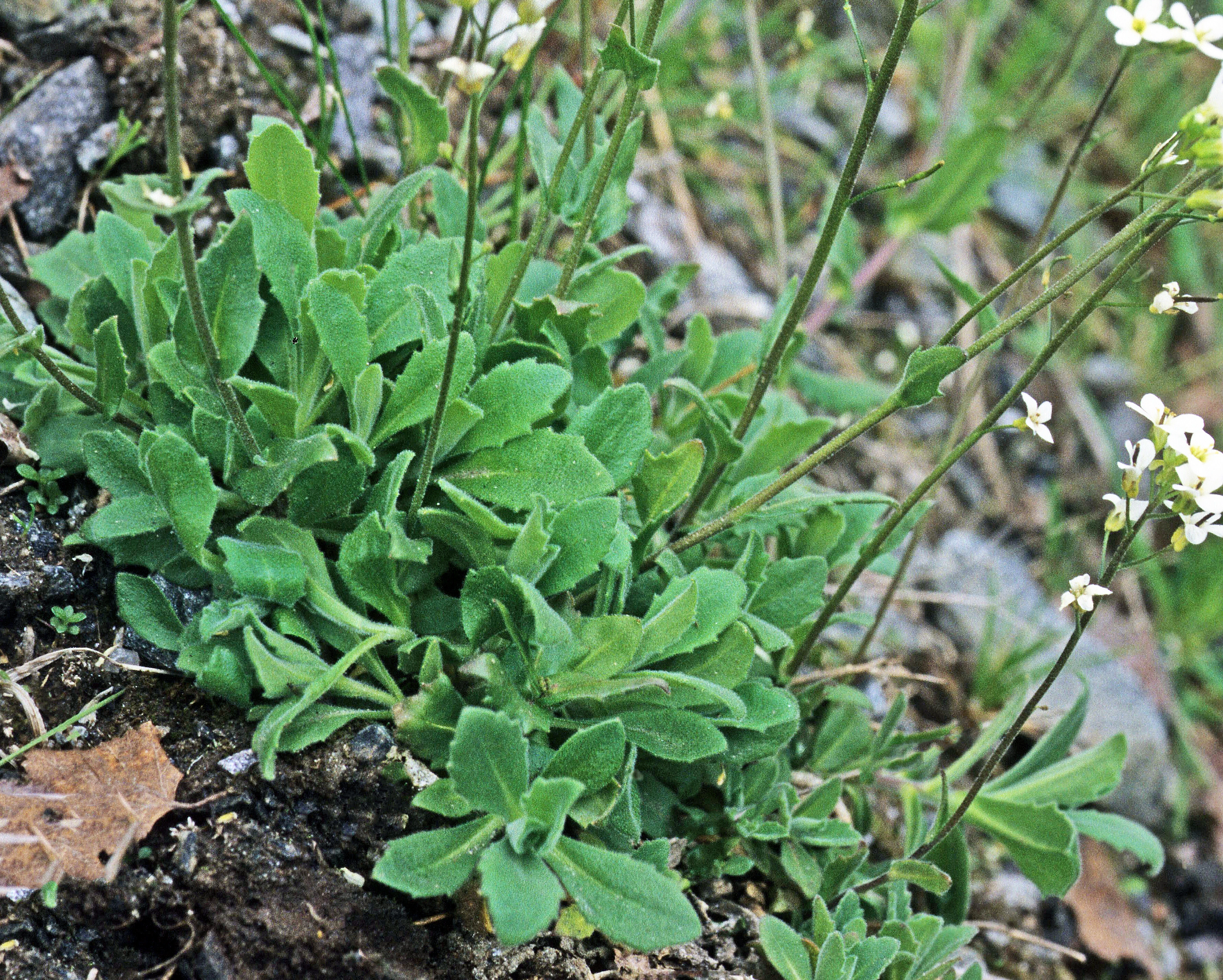 : Arabis alpina.