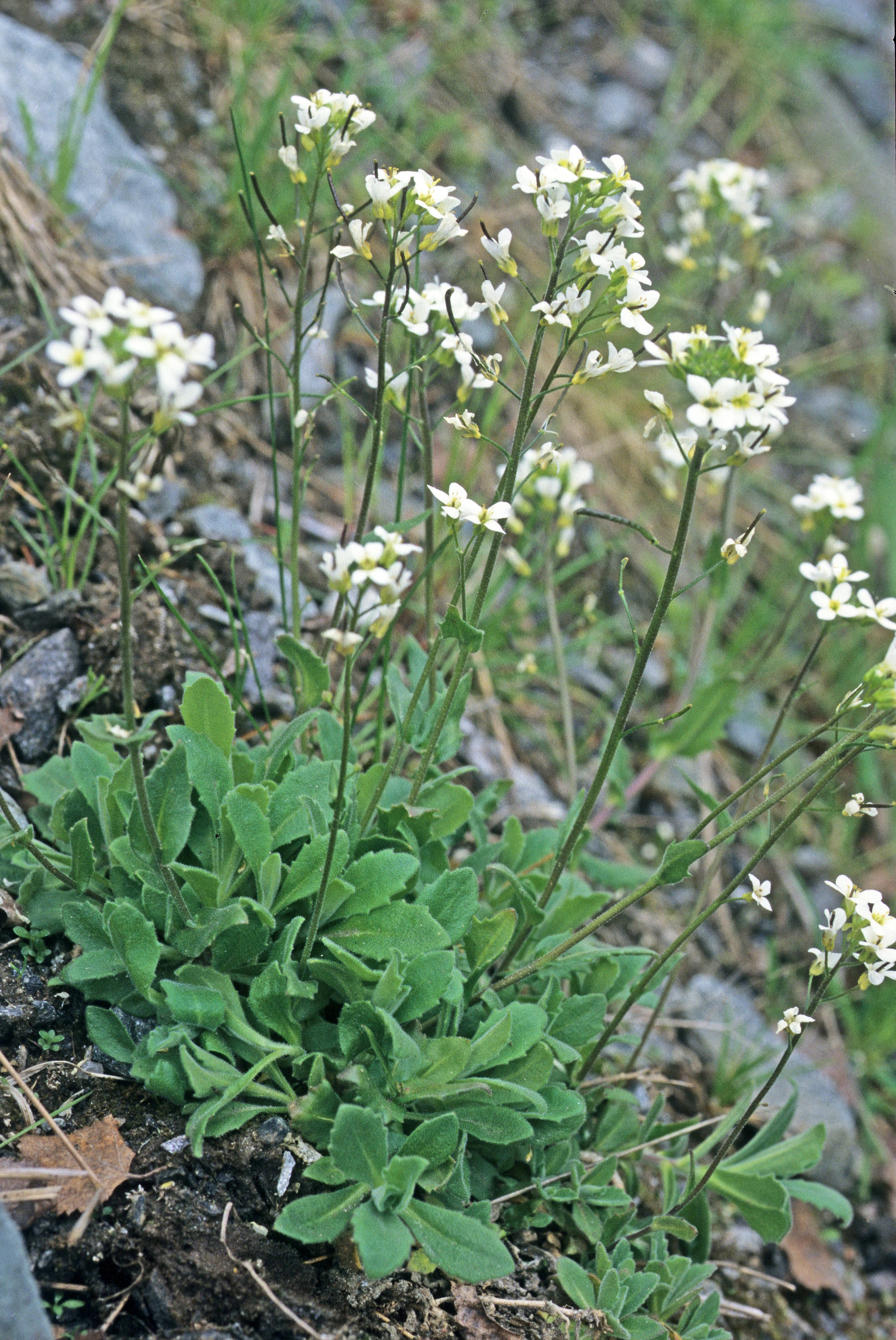 : Arabis alpina.