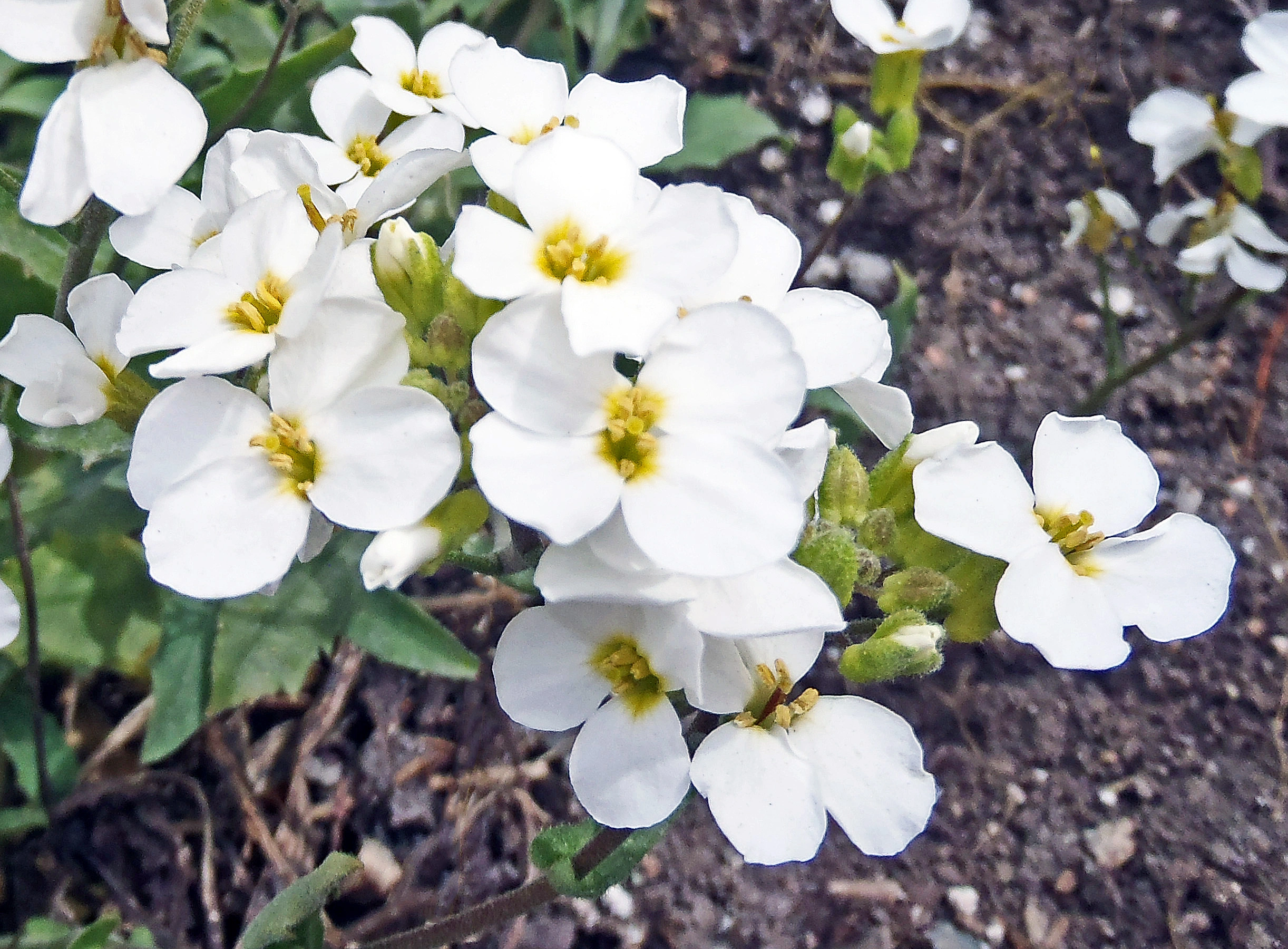 : Arabis caucasica.