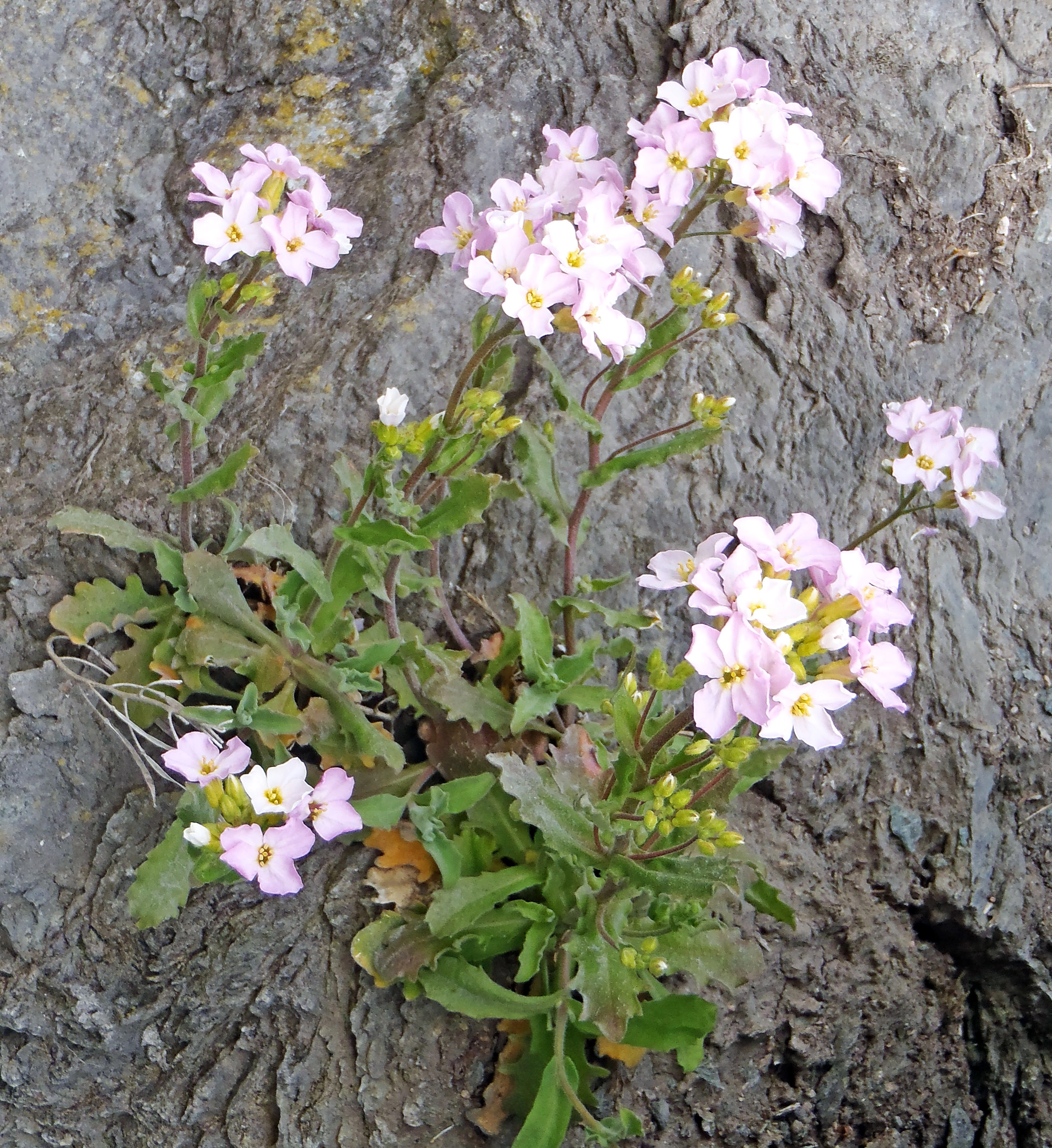 : Arabis ×arendsii.