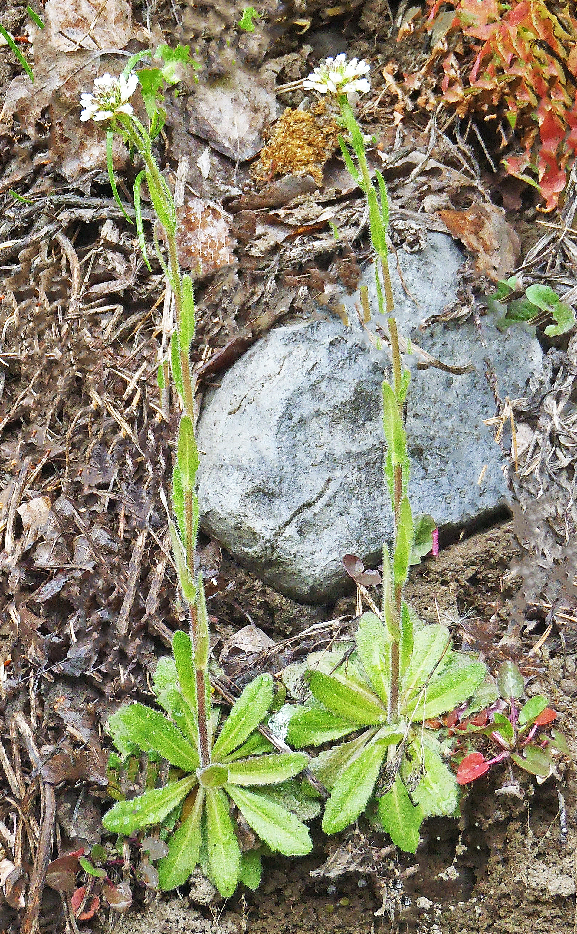 : Arabis hirsuta hirsuta.