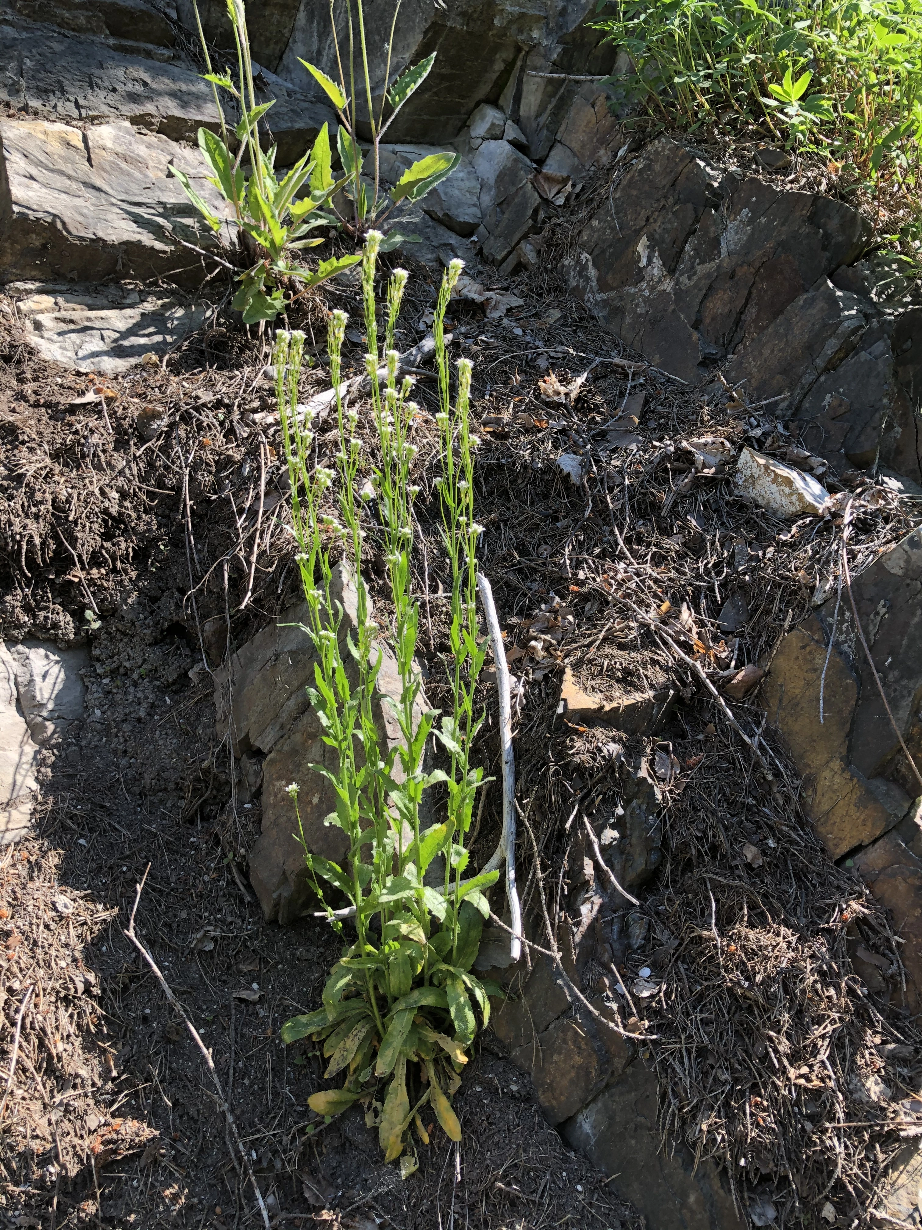 : Arabis hirsuta hirsuta.