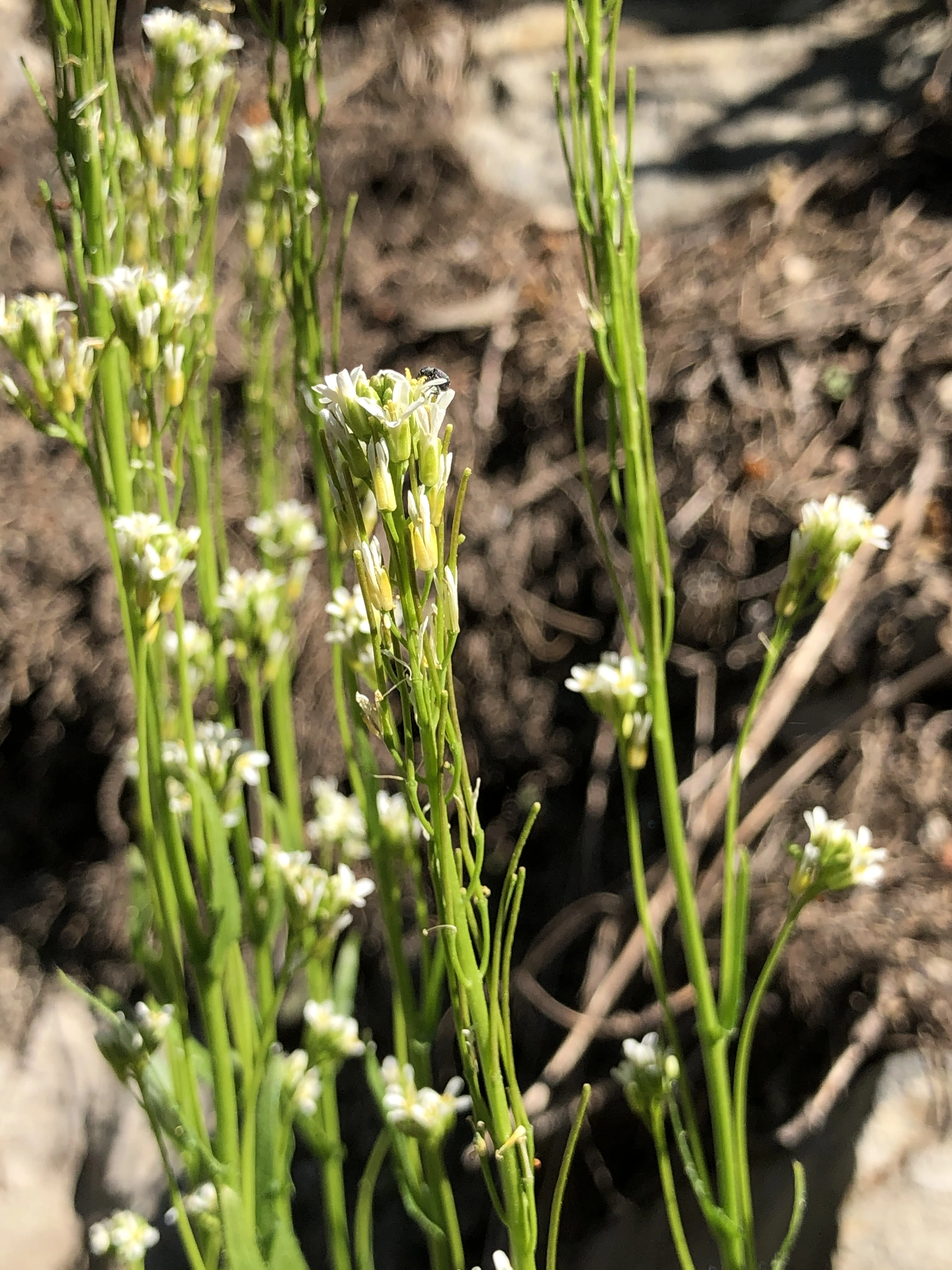 : Arabis hirsuta hirsuta.