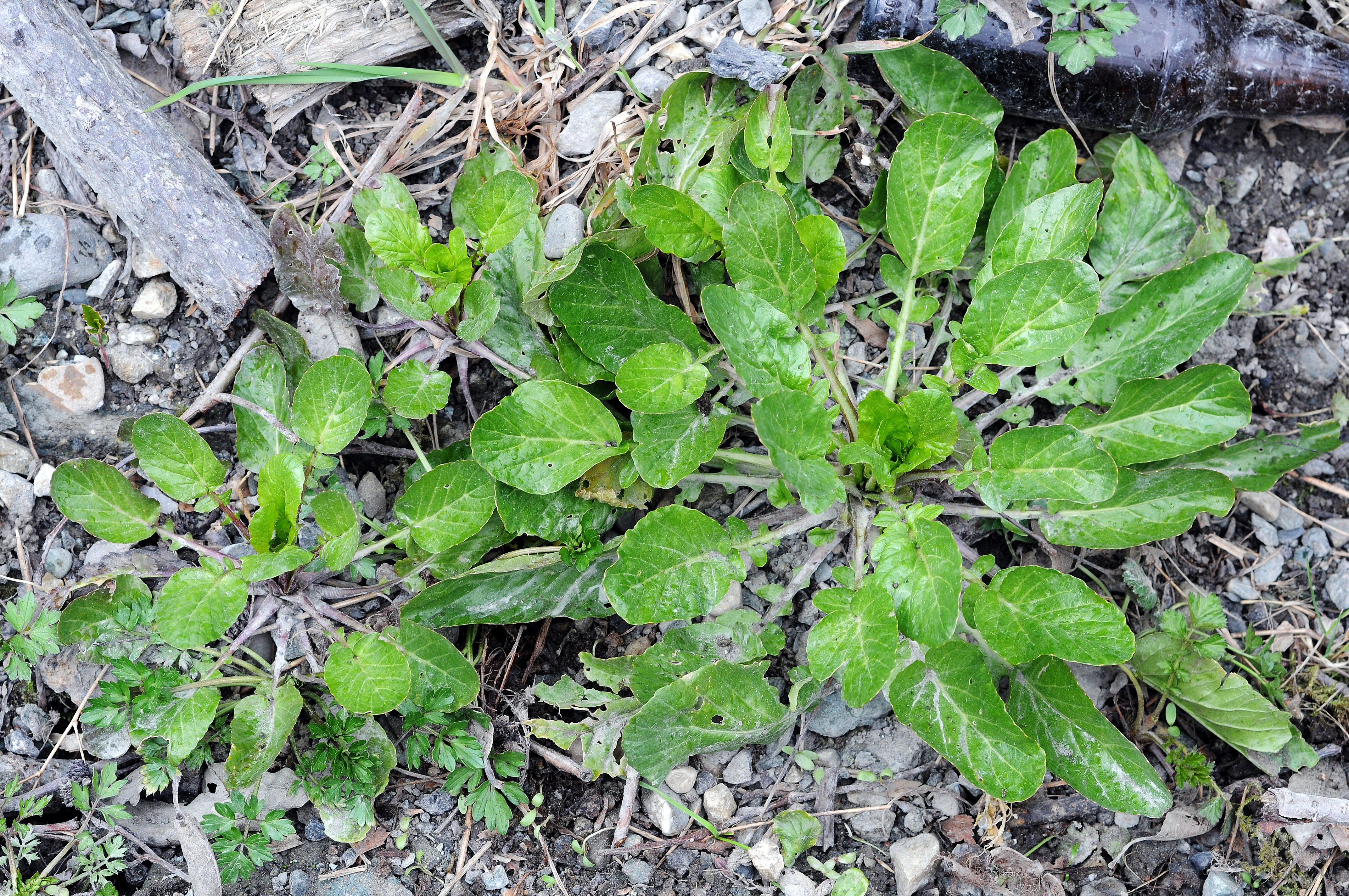 : Barbarea stricta.