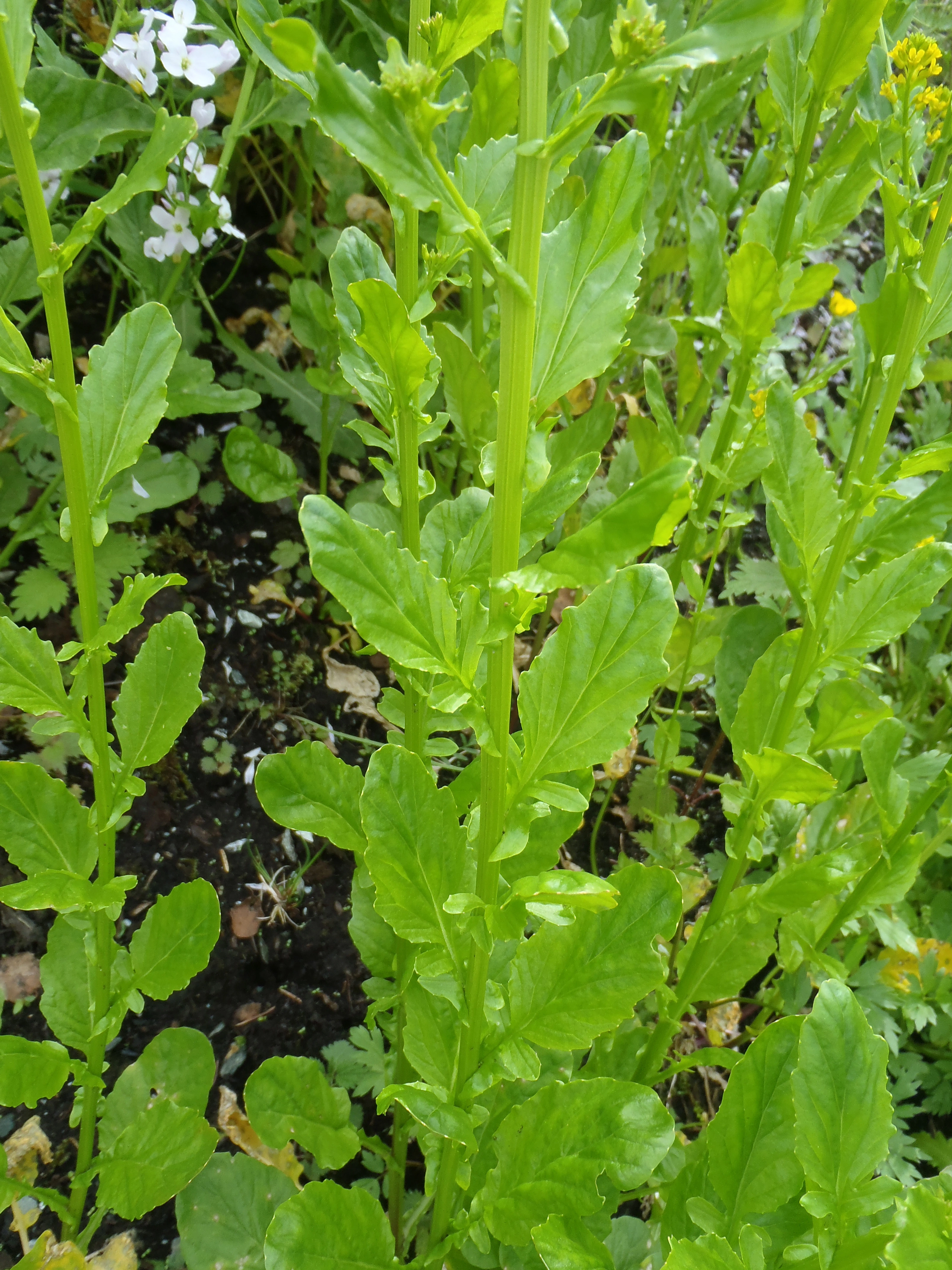 : Barbarea stricta.