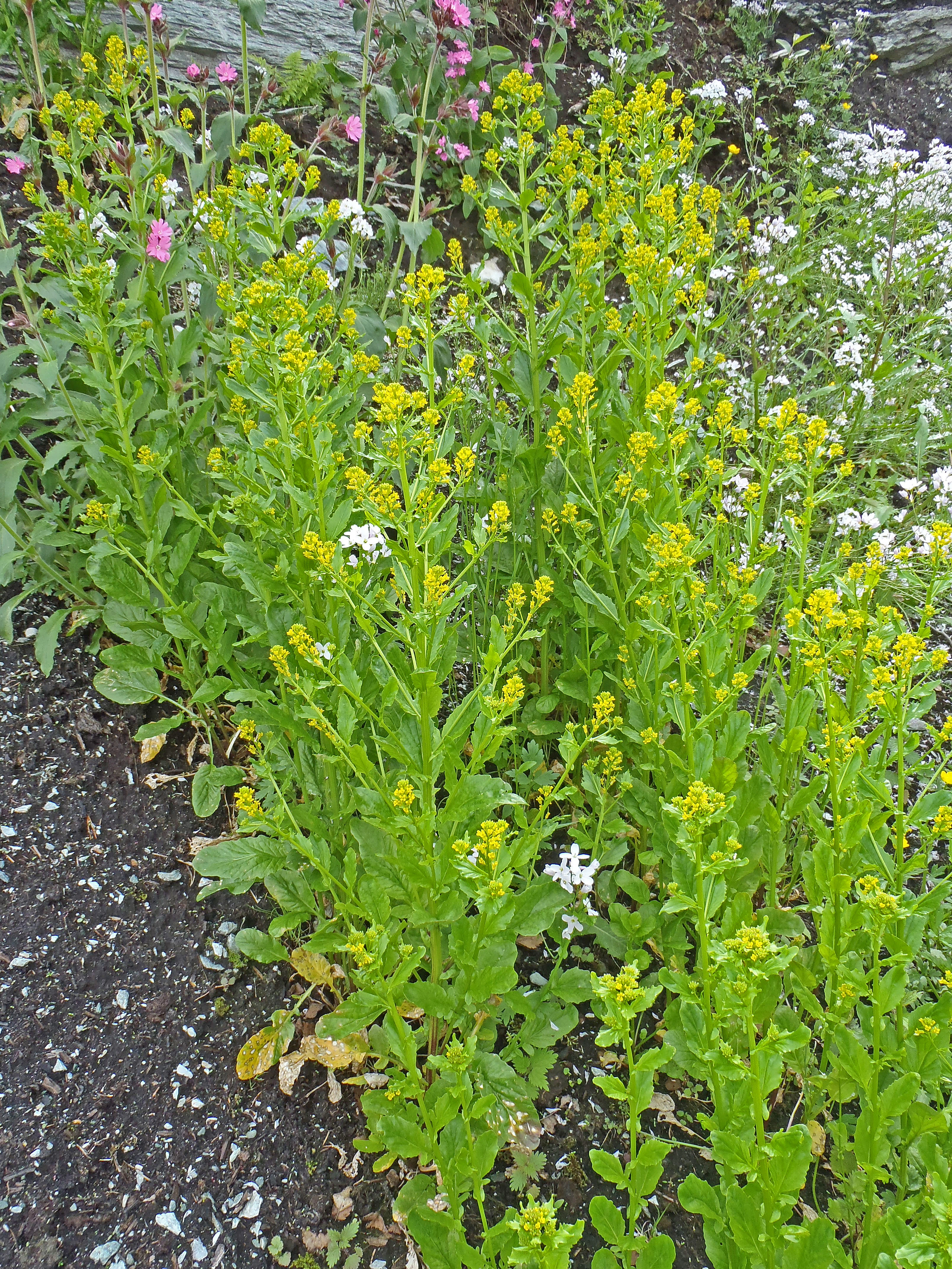 : Barbarea stricta.