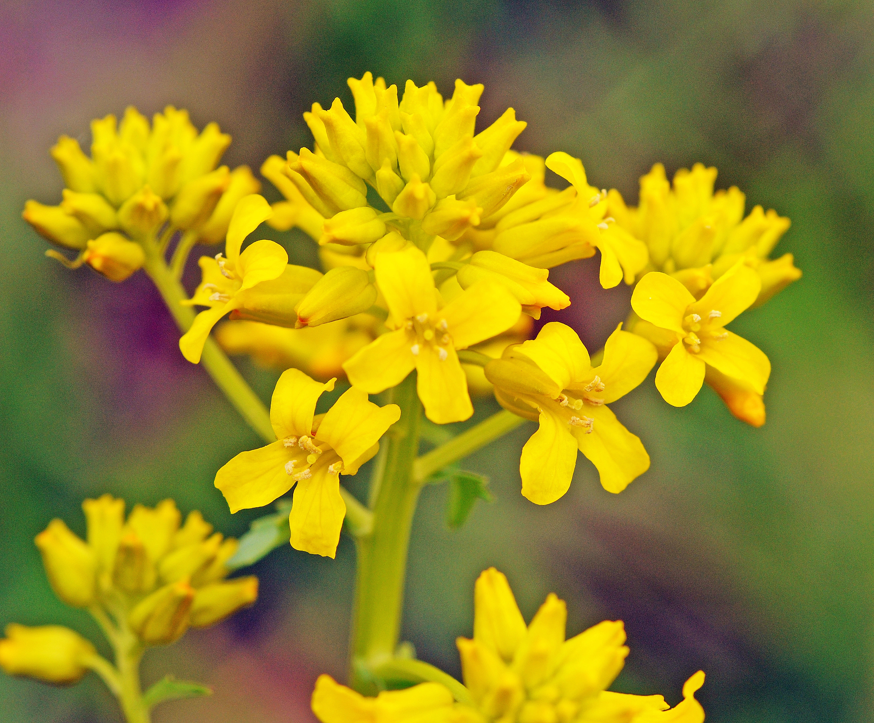 : Barbarea vulgaris.