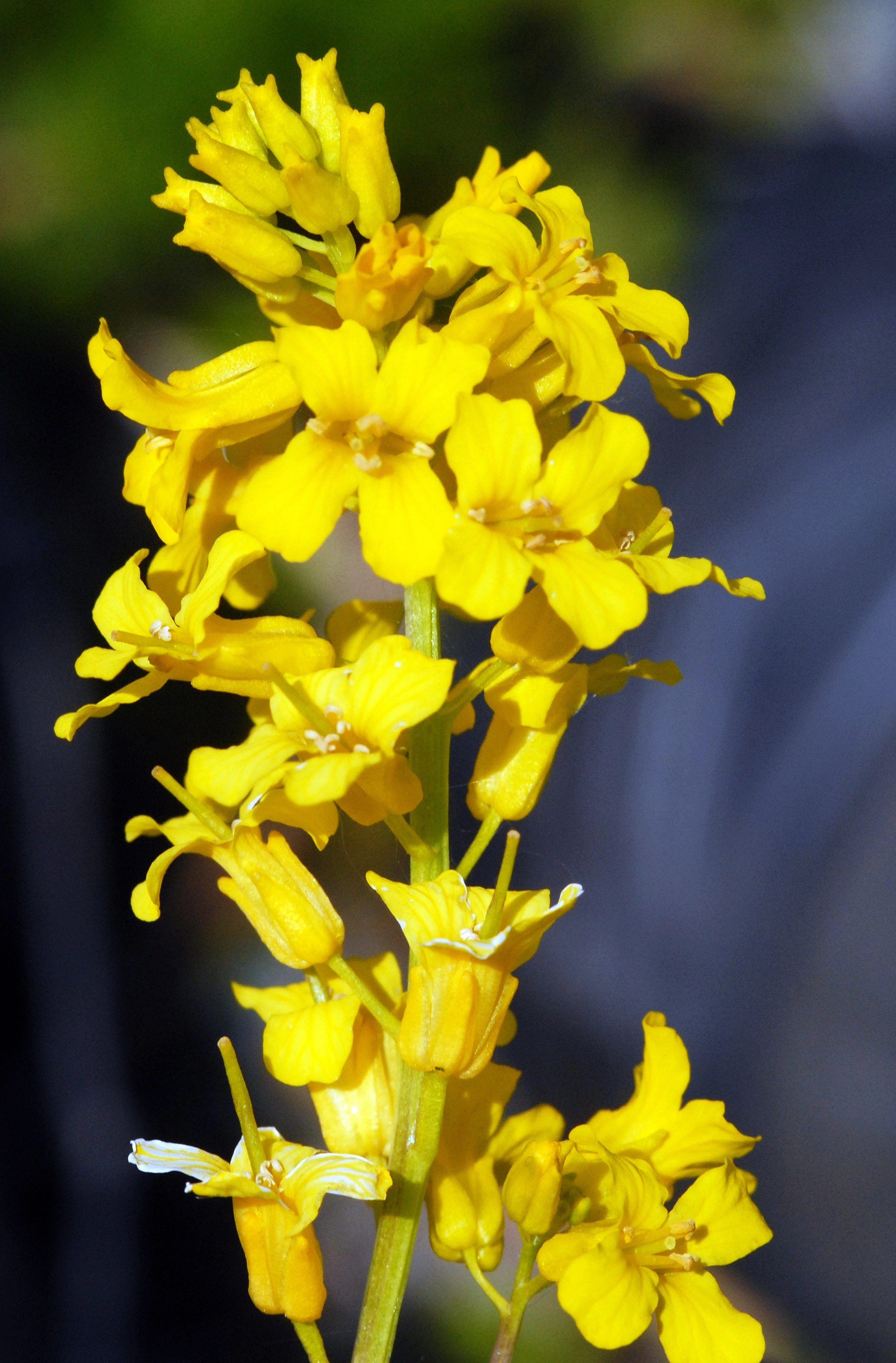 : Barbarea vulgaris.