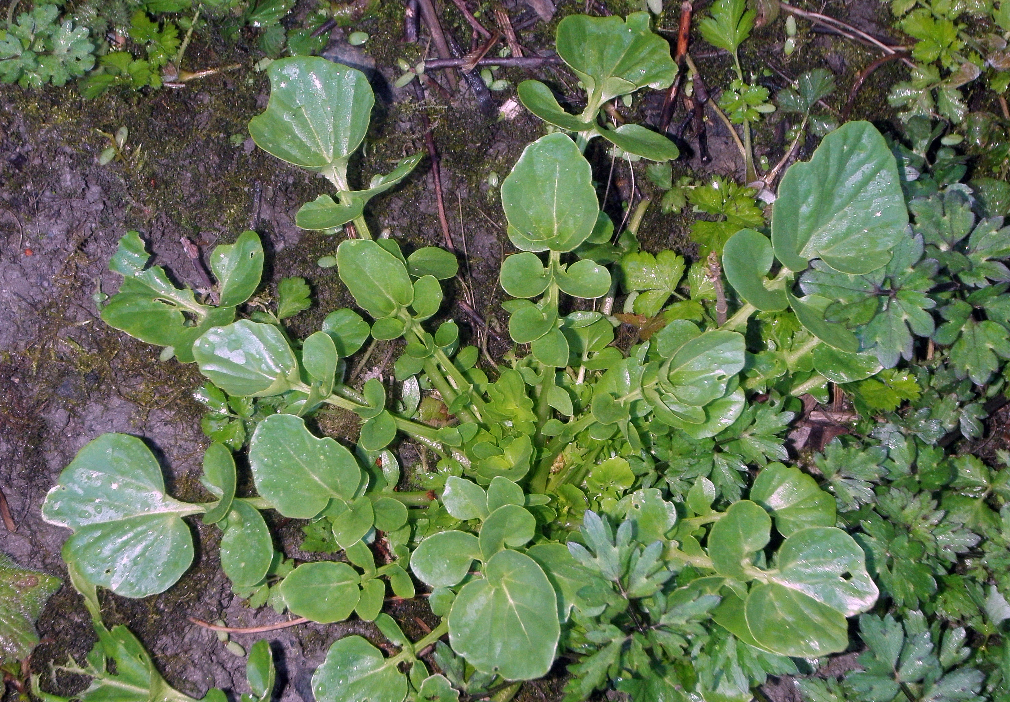 : Barbarea vulgaris.