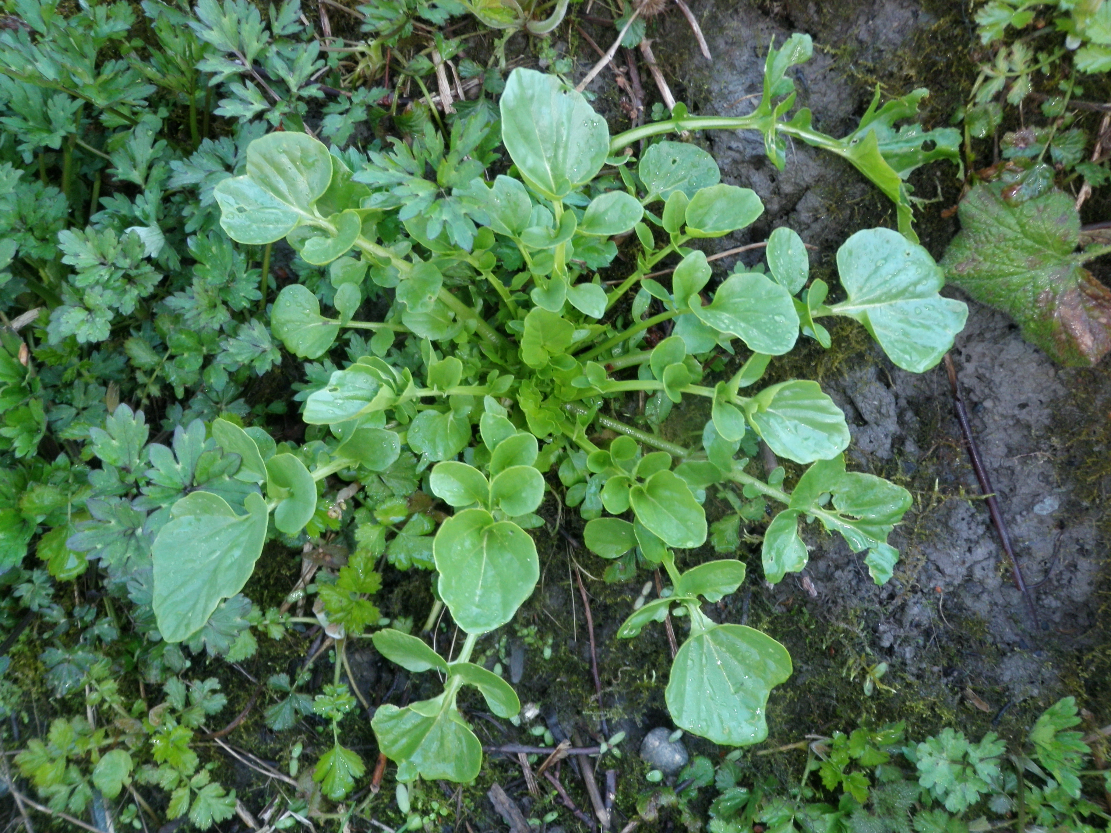 : Barbarea vulgaris.