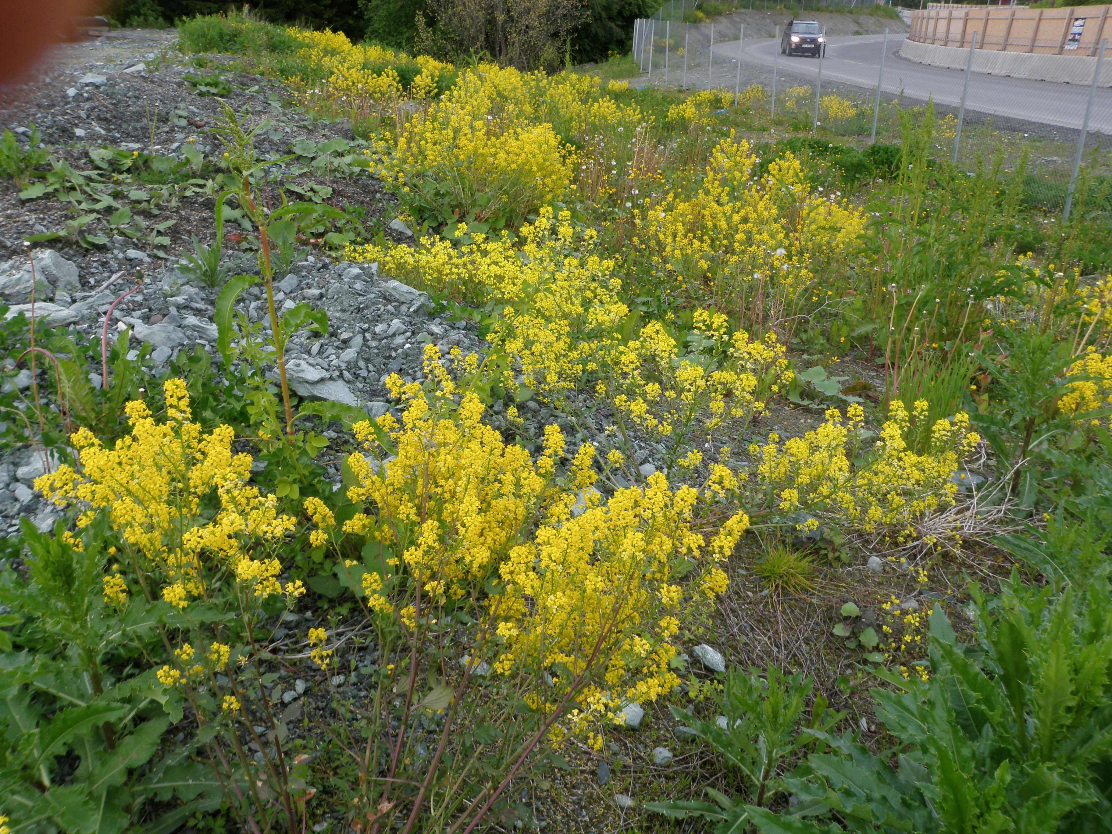 : Barbarea vulgaris.