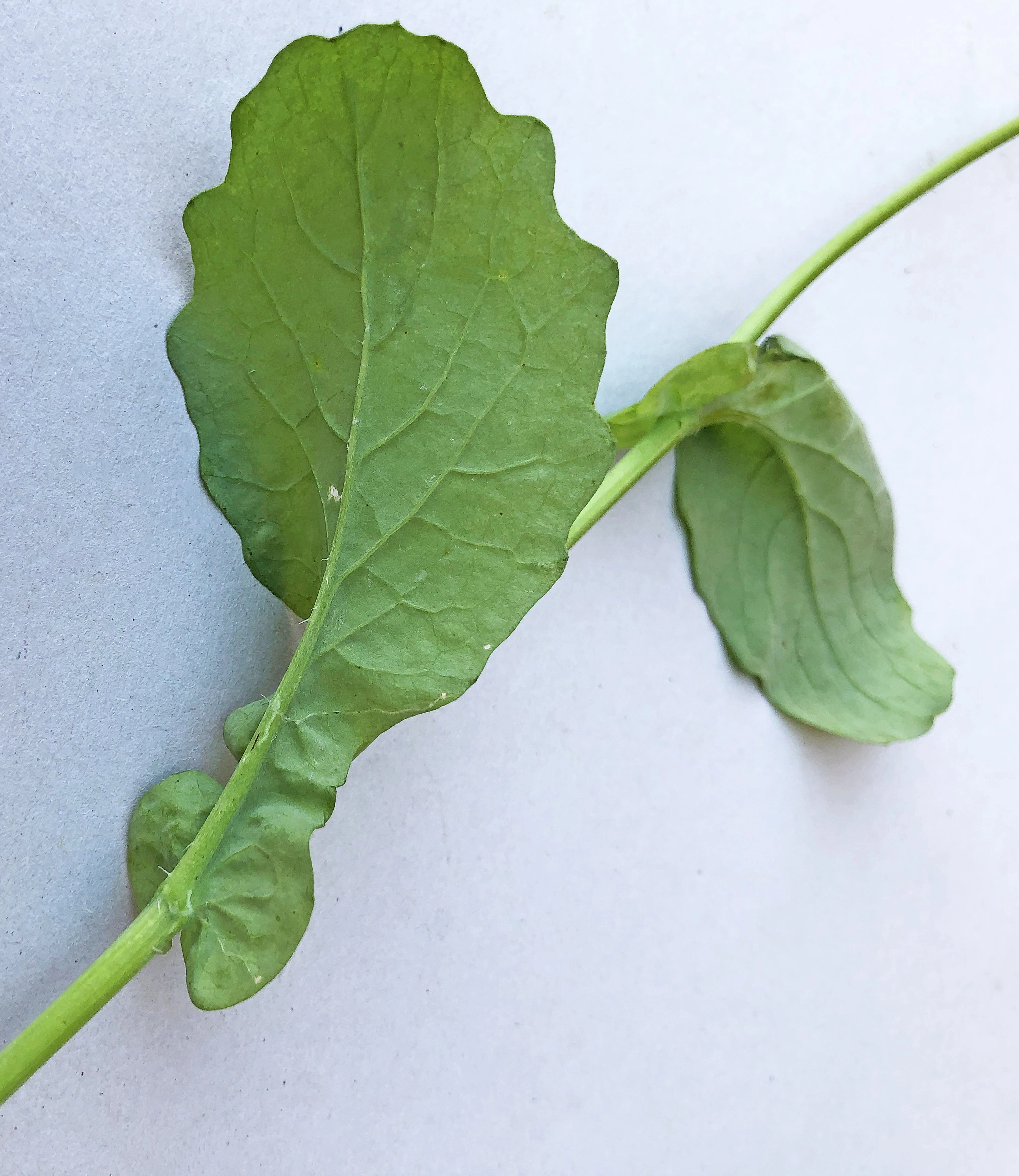 : Brassica napus oleifera.