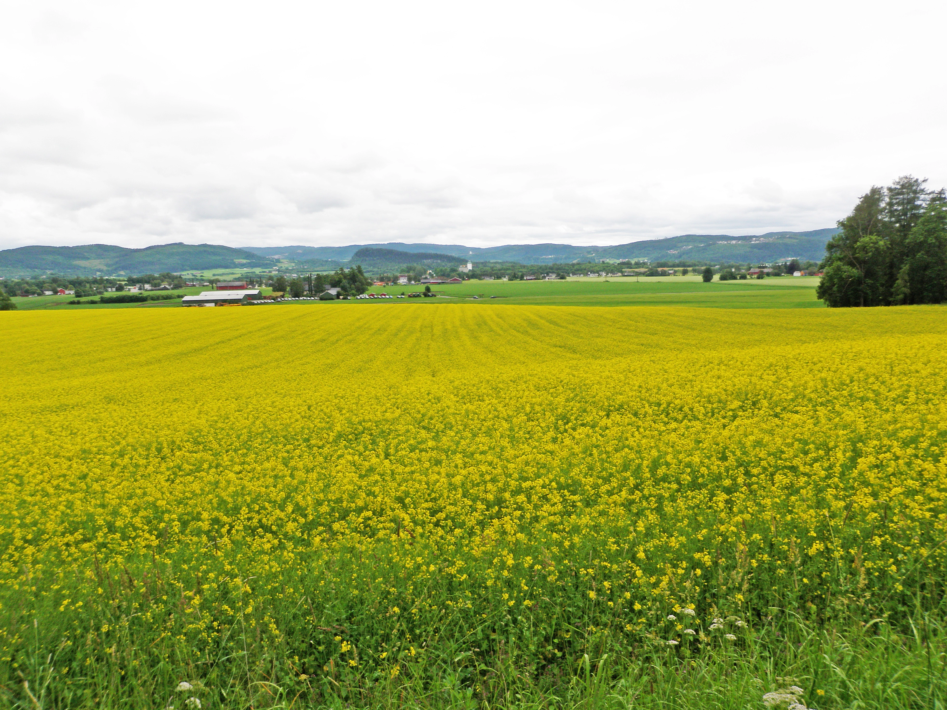 : Brassica napus oleifera.