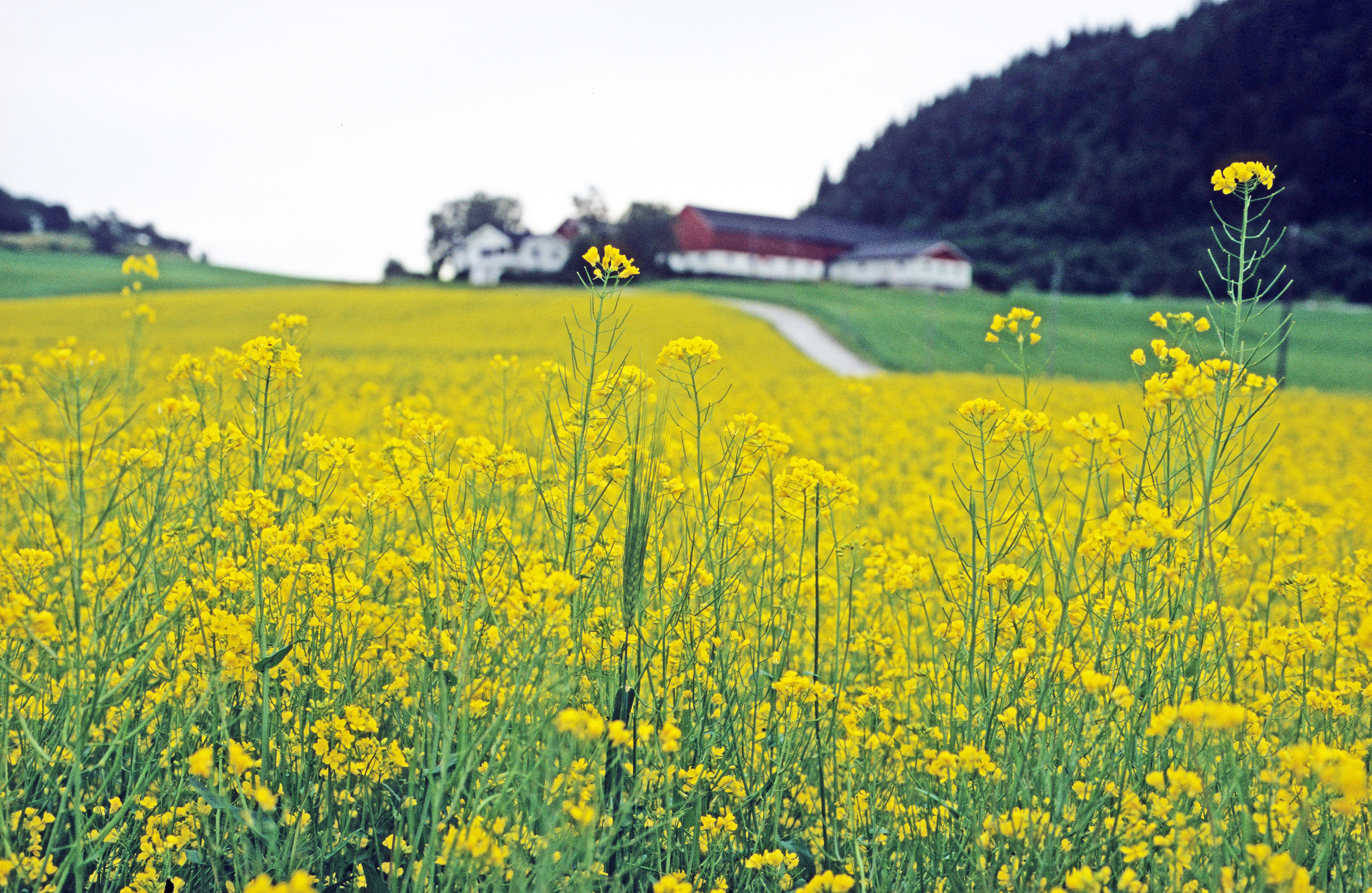 : Brassica napus oleifera.