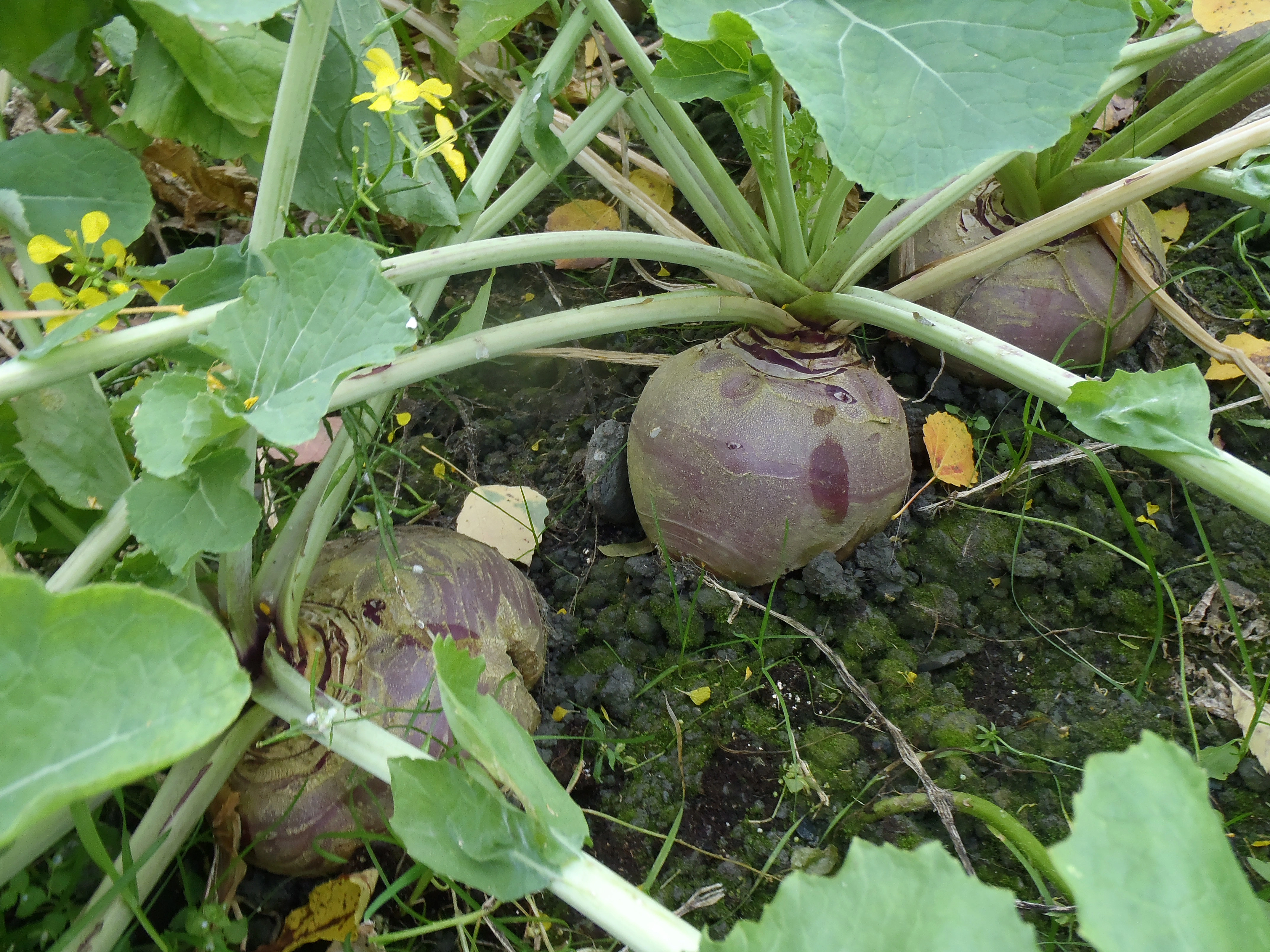 : Brassica napus rapifera.