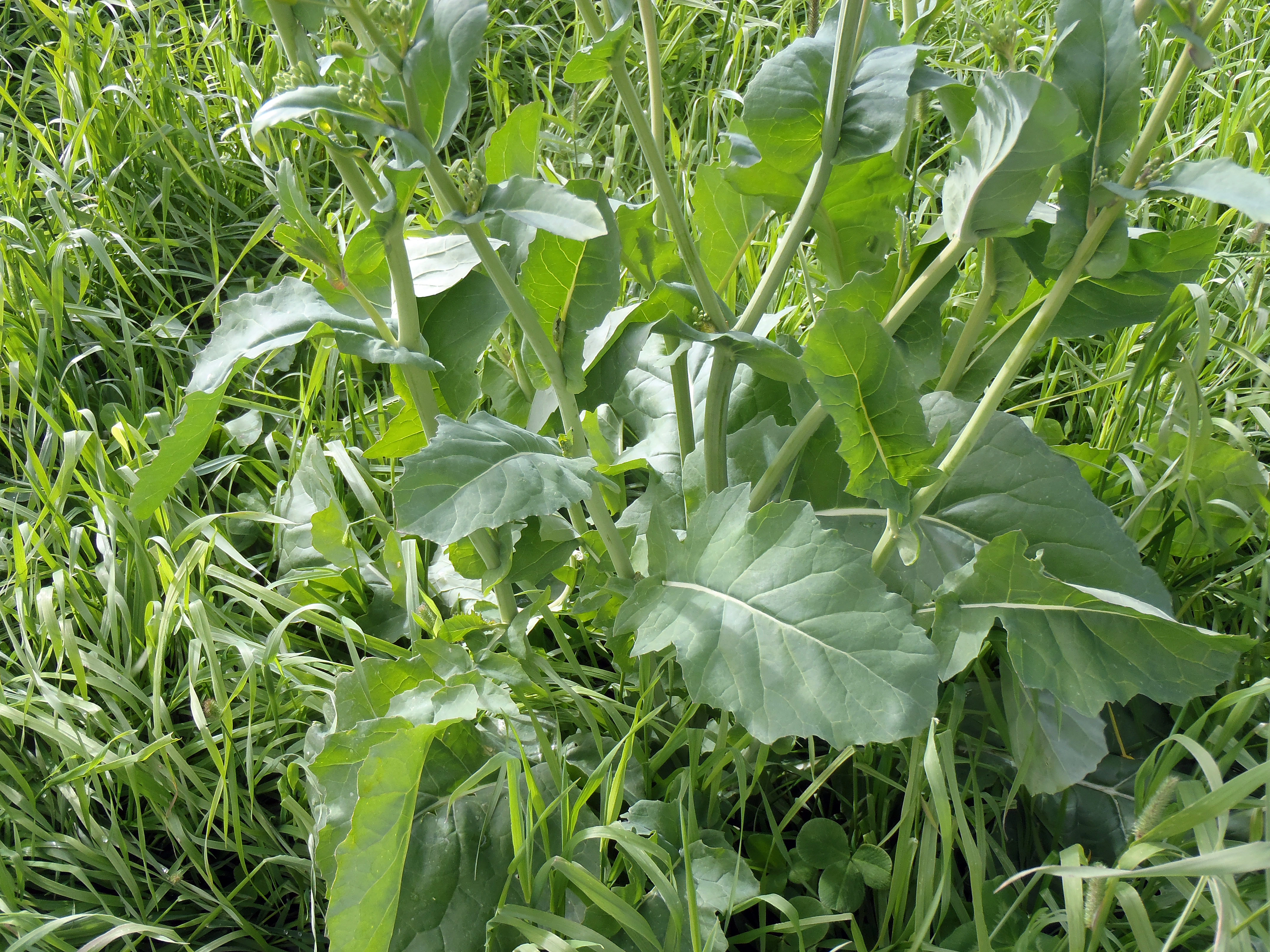 : Brassica napus rapifera.