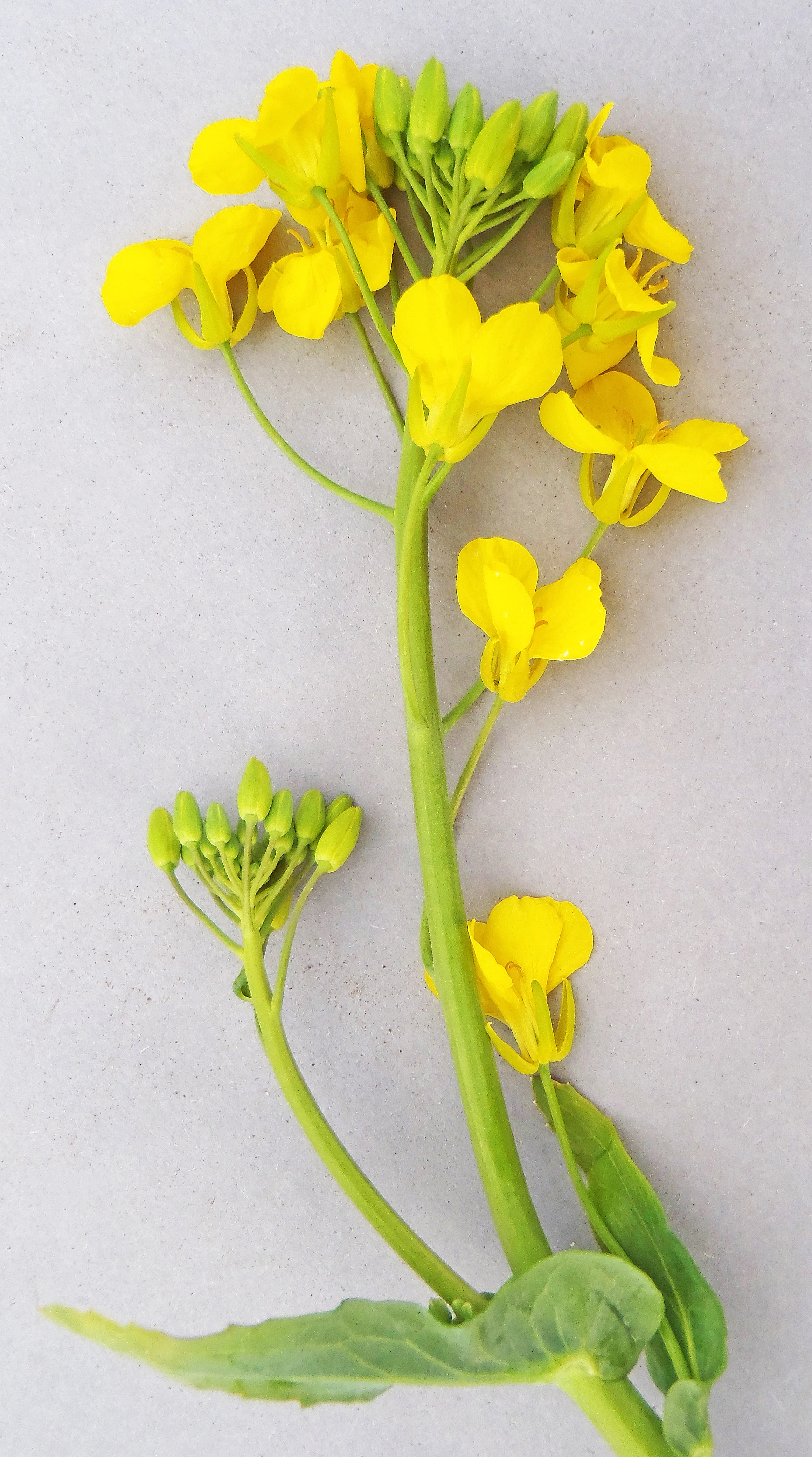 : Brassica napus rapifera.