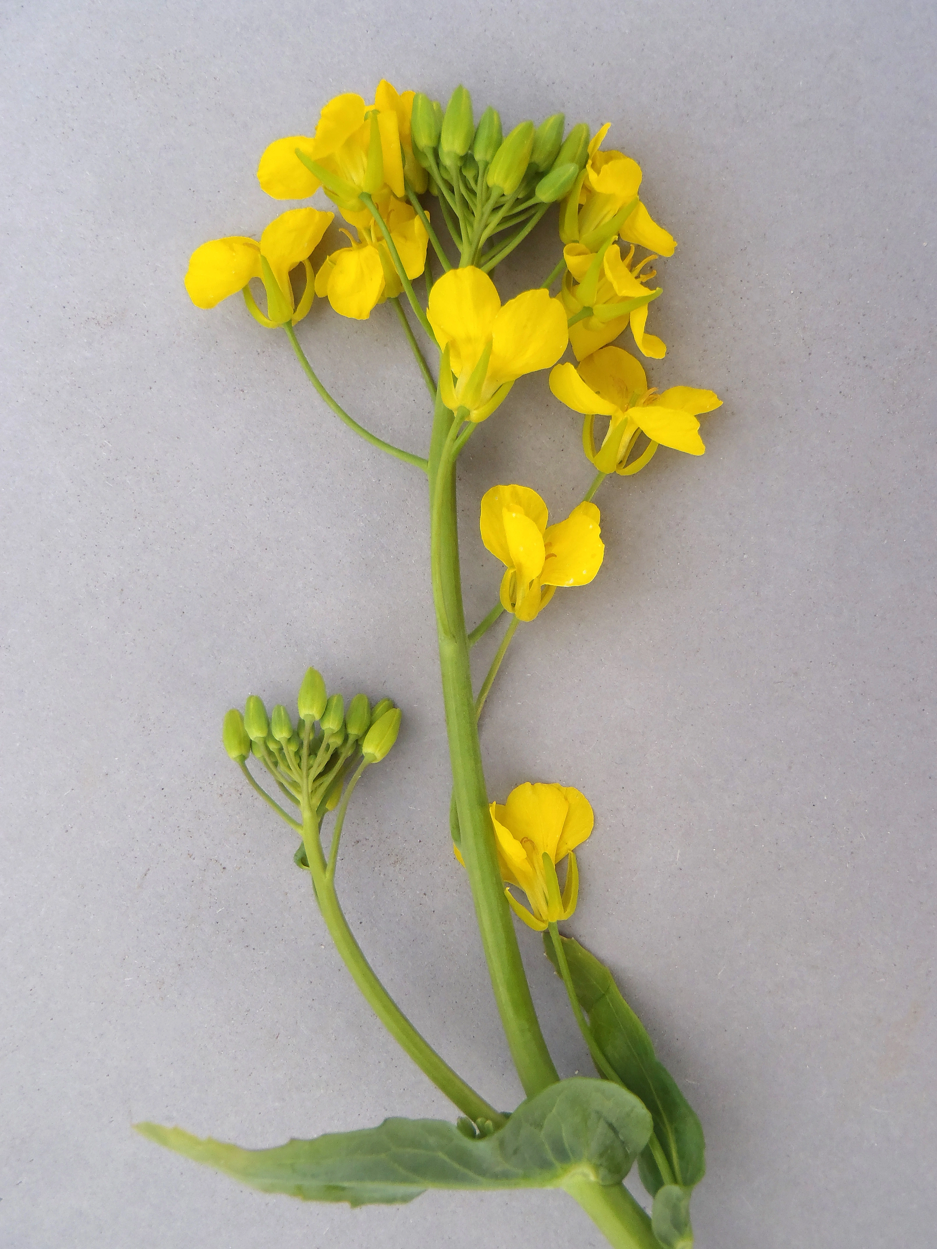 : Brassica napus rapifera.