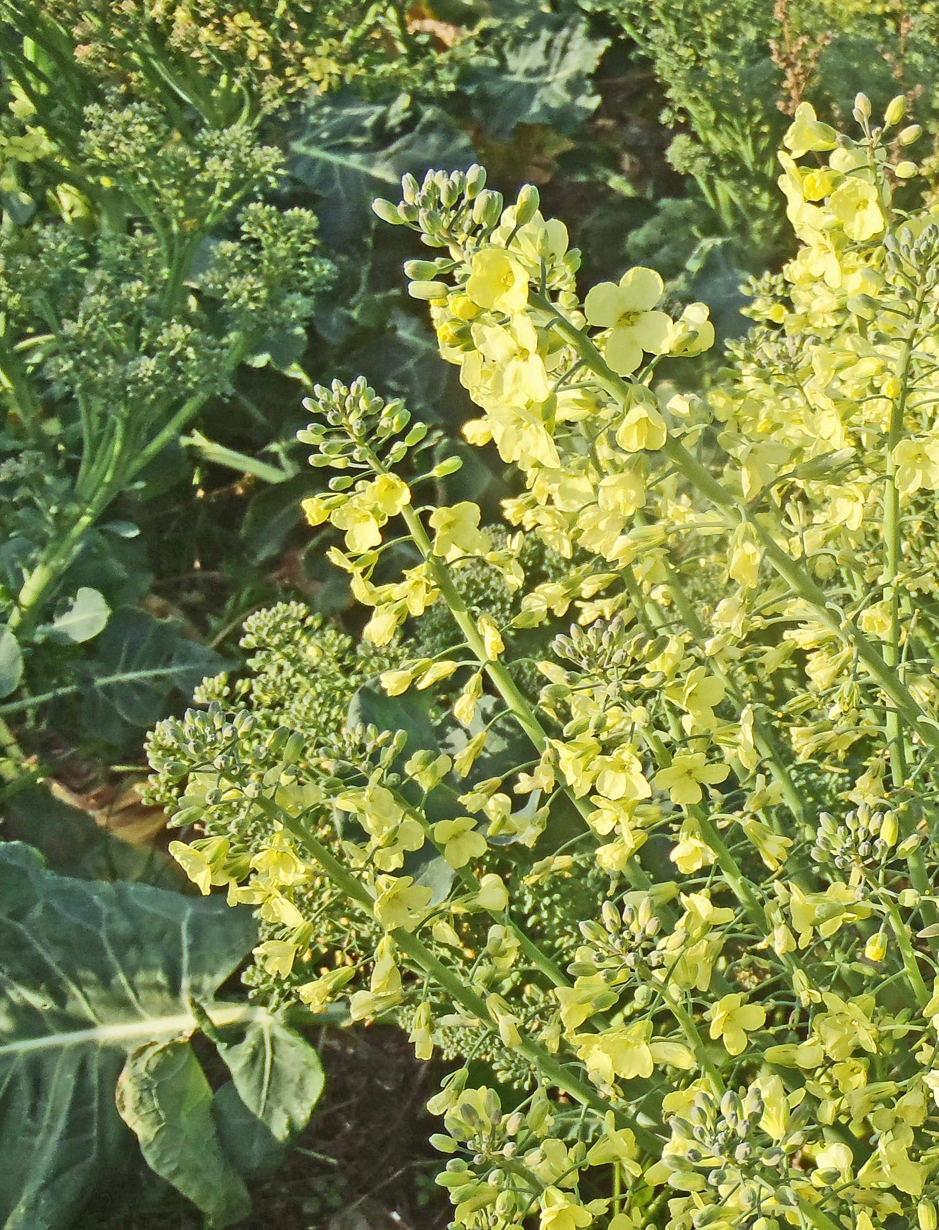 : Brassica oleracea botrytis.