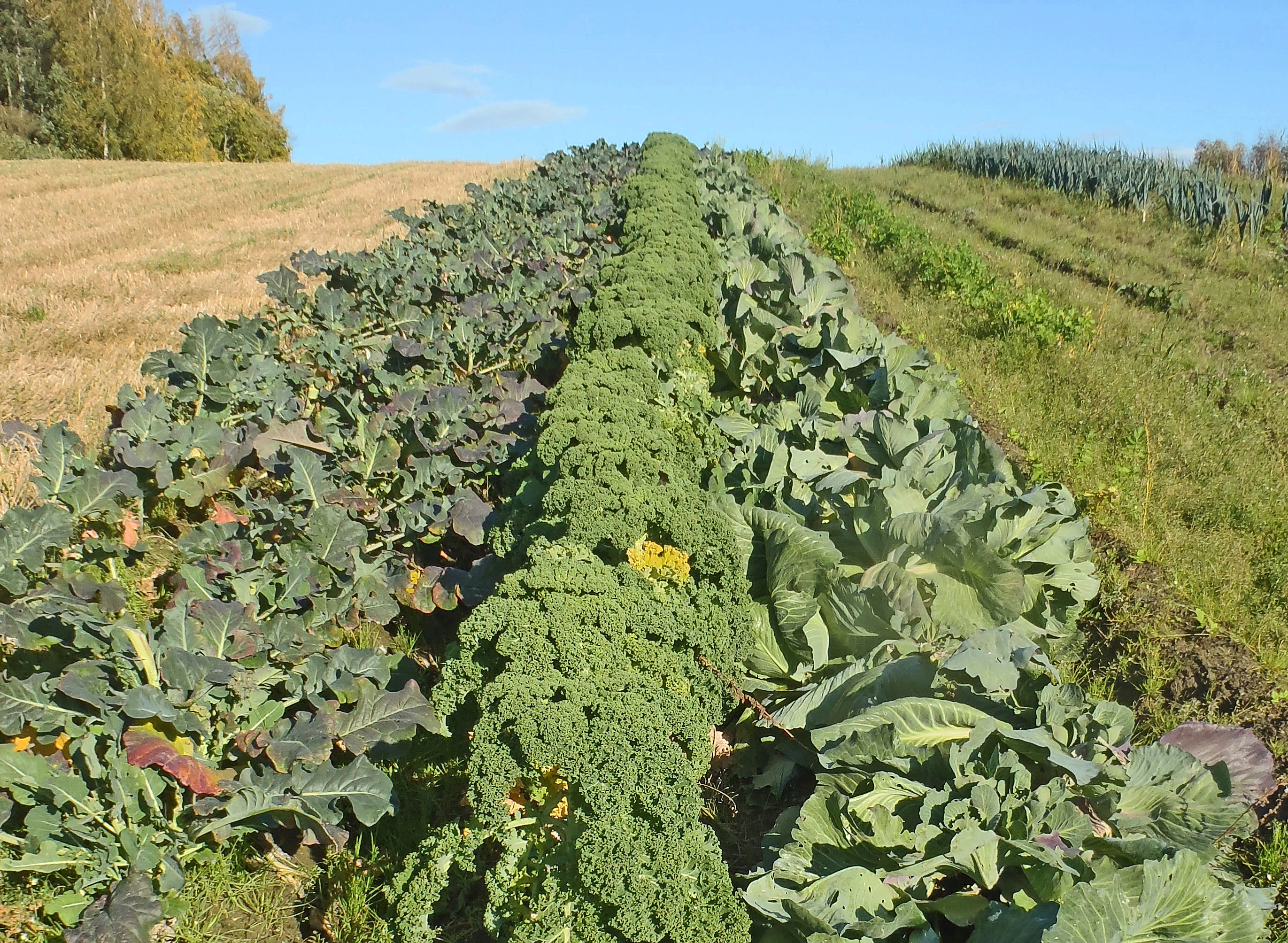 : Brassica oleracea.